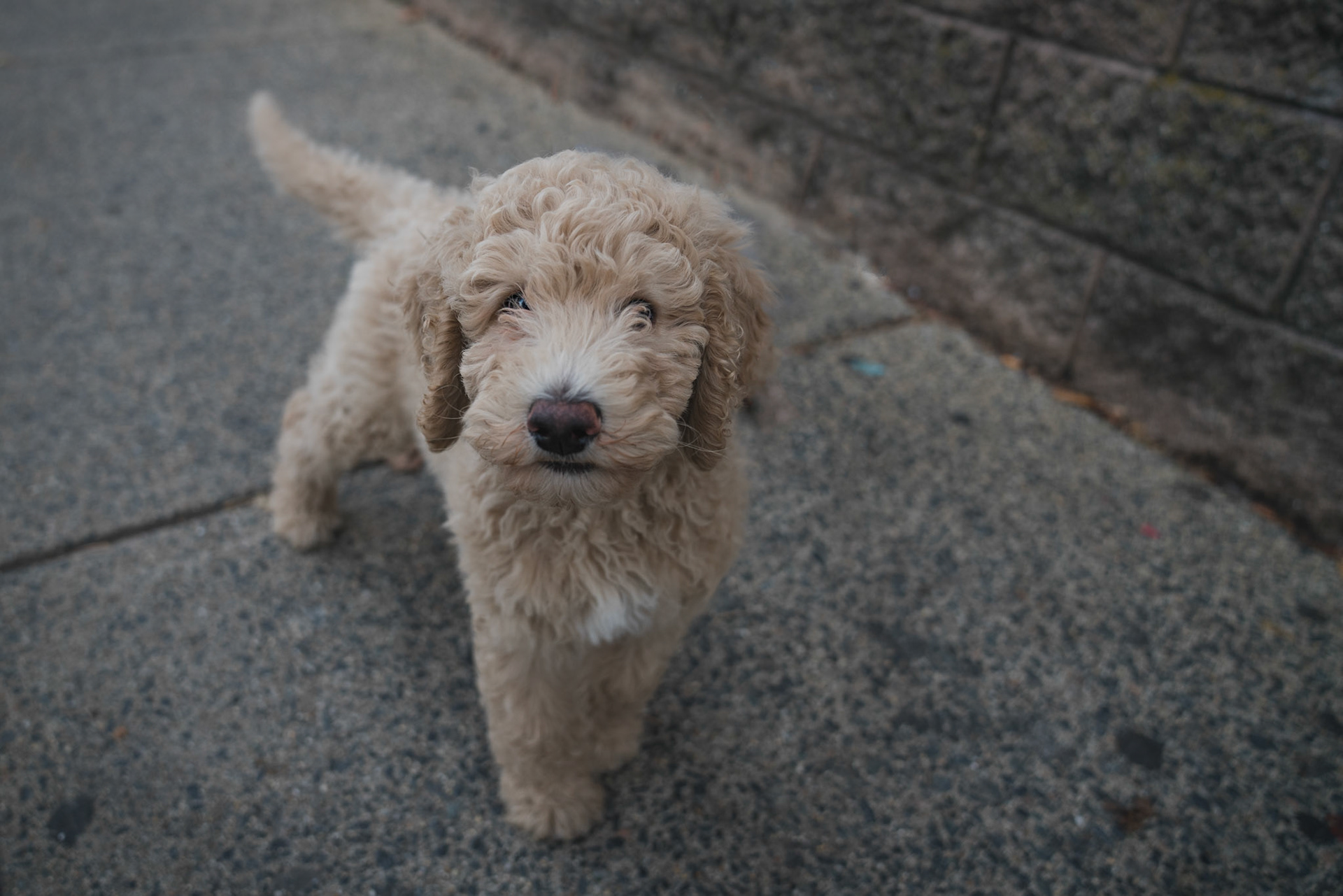 Noodle the Doodle - Salem