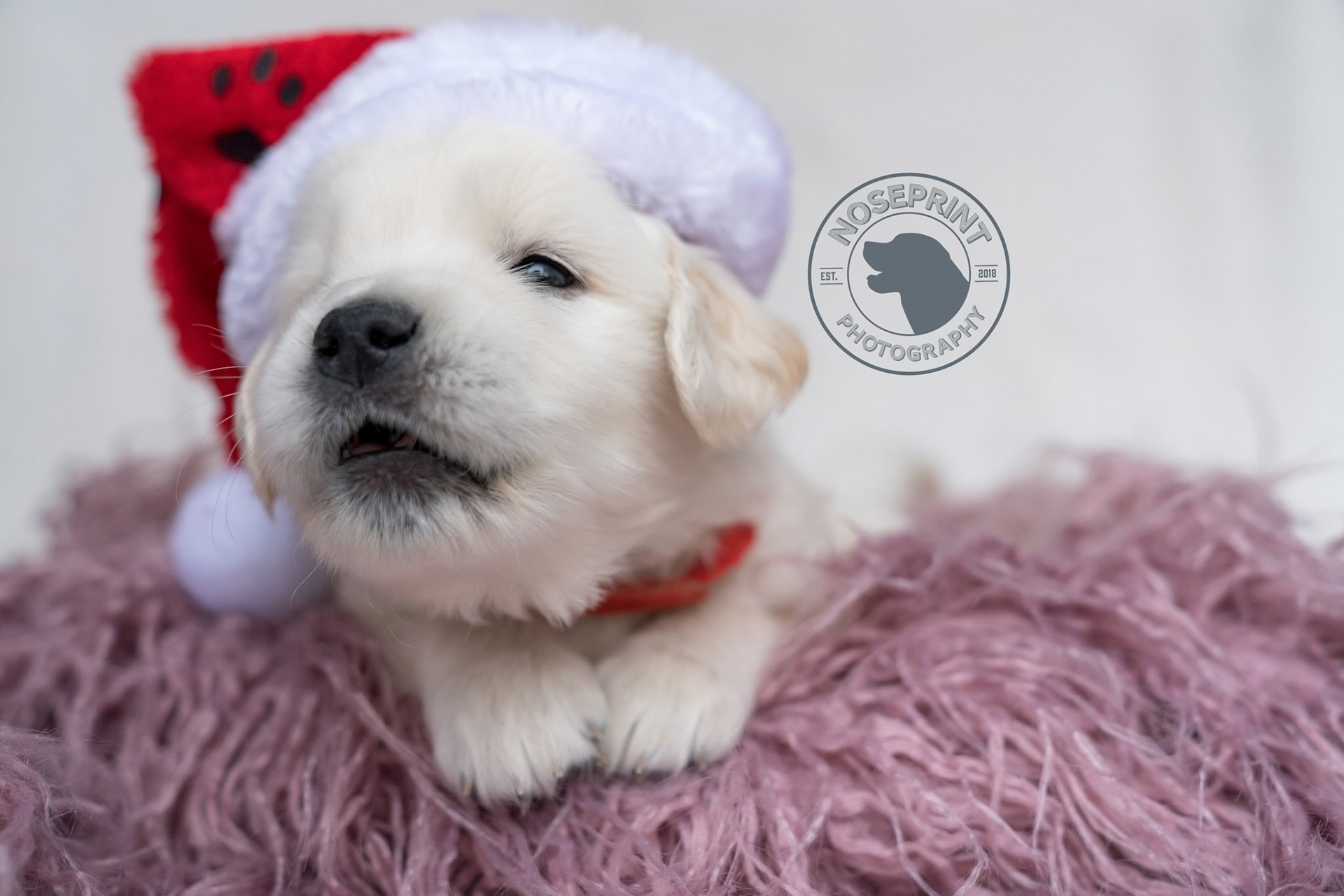 bark the herald angels sing