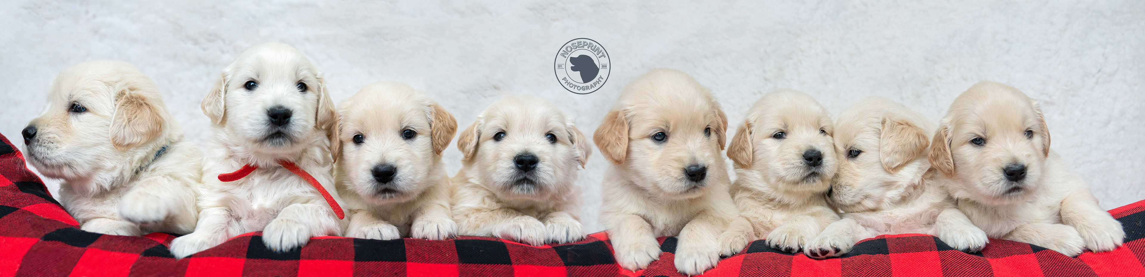 Pups on Parade (2020)