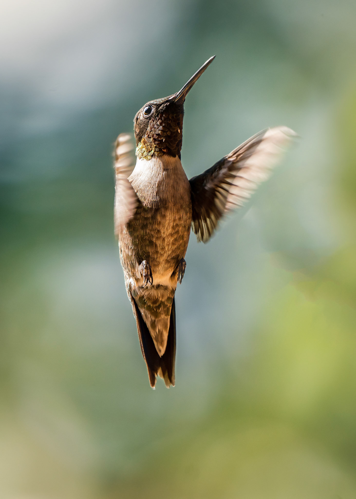 Hummingbird