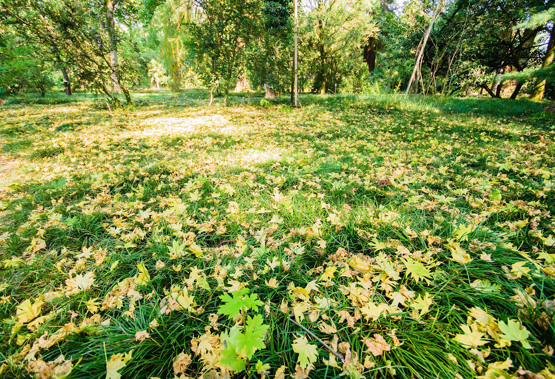 Жёлтая листва на газоне в ботаническом саду Сухума