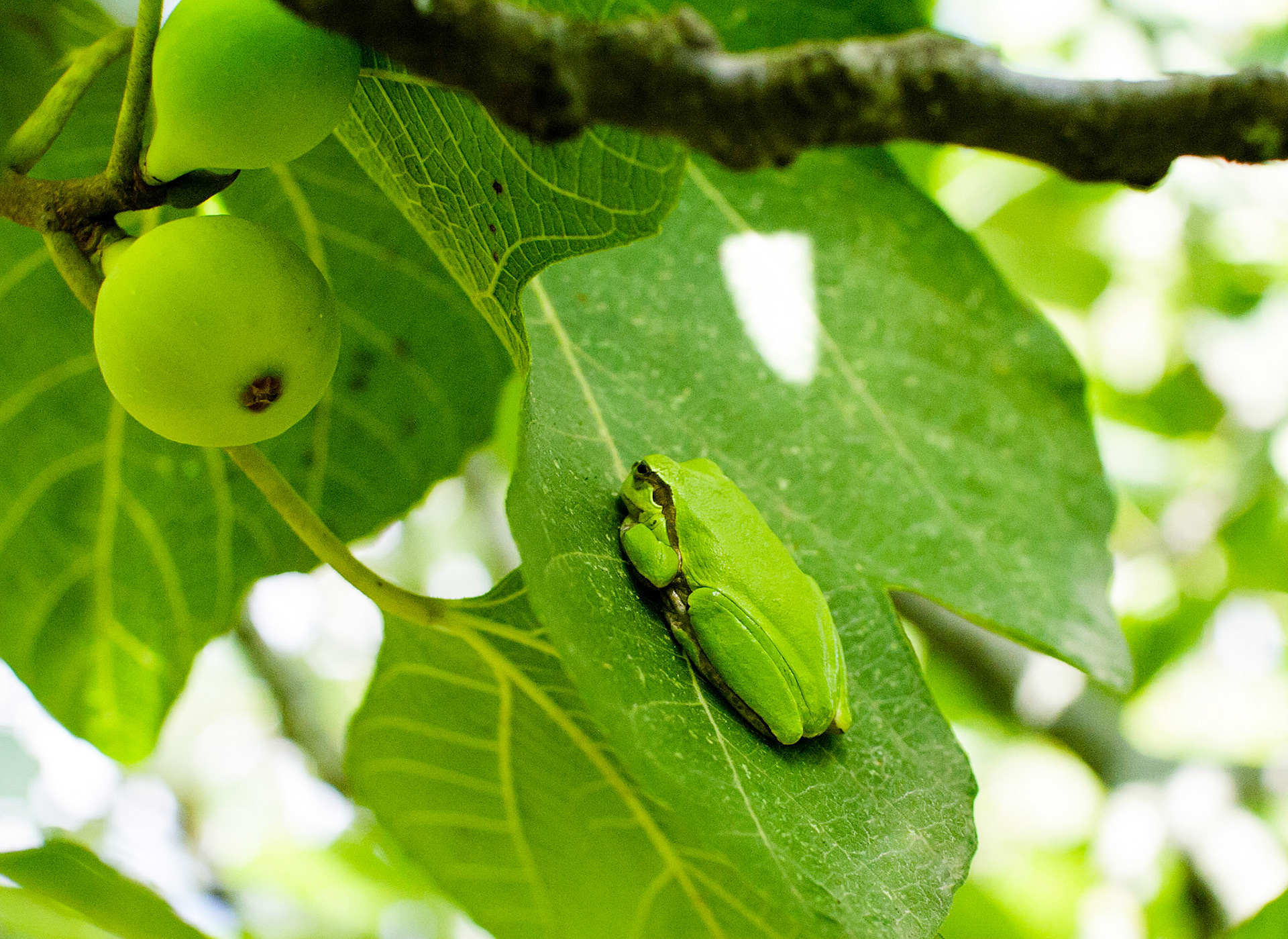 древесная лягушка сидит на листе инжира