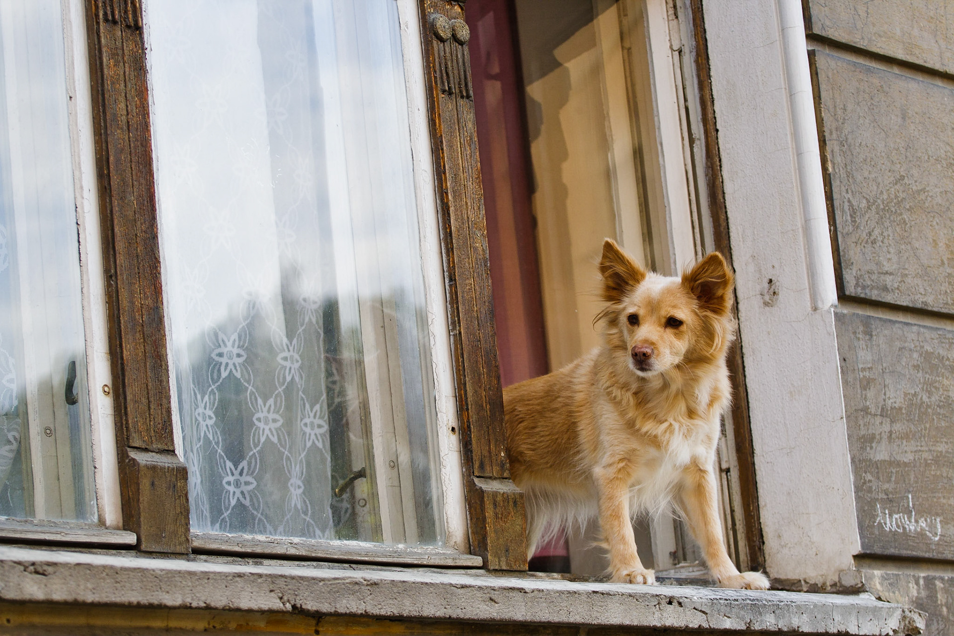 Собака в окне жилого дома