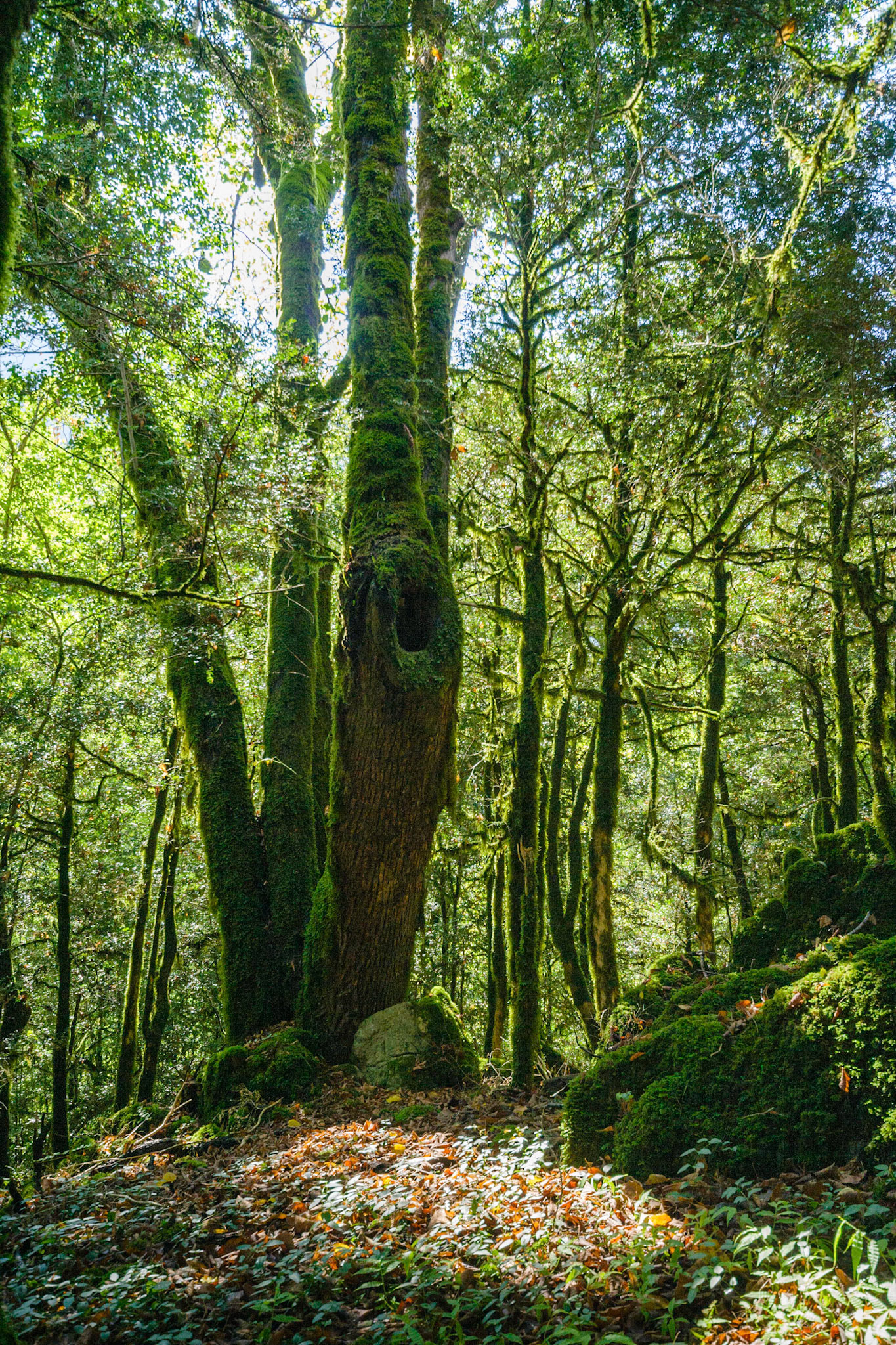 Самшитовая роща в Гегском ущелье реки Бзыбь