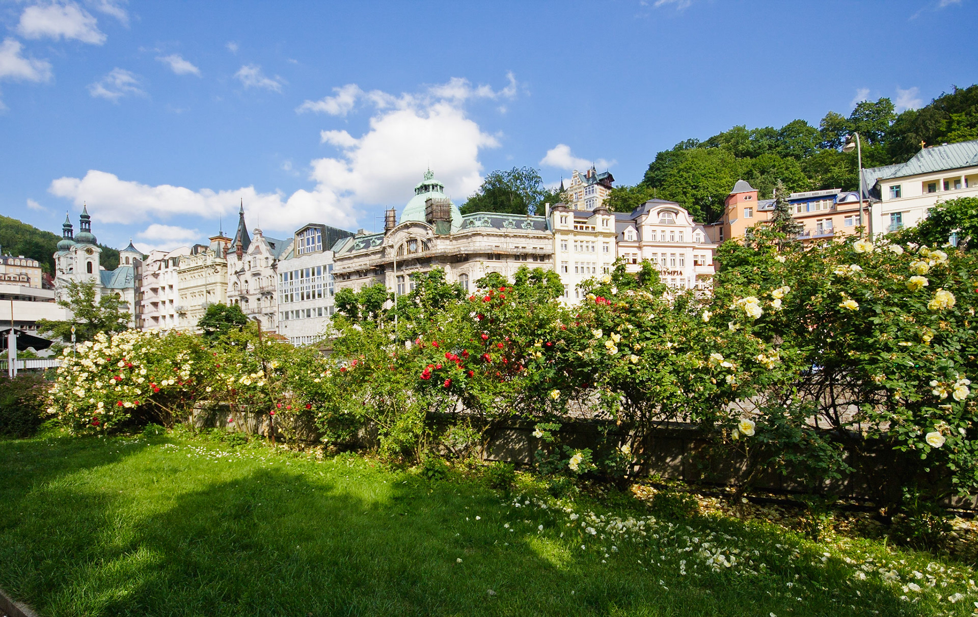 Цветы на берегу реки Тепла в Карловых Варах