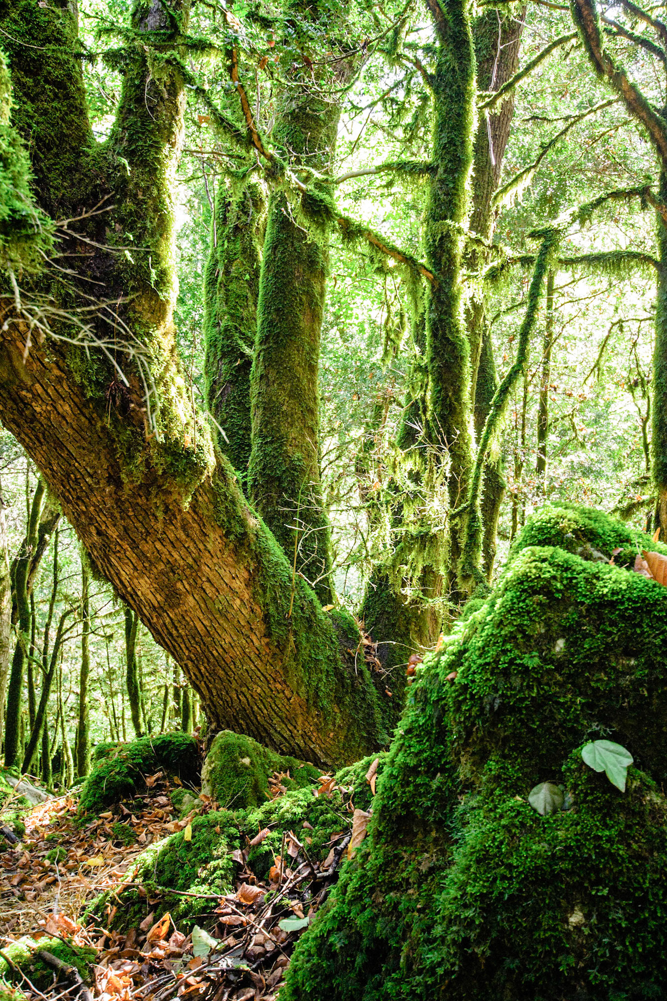 Самшитовая роща в Гегском ущелье реки Бзыбь