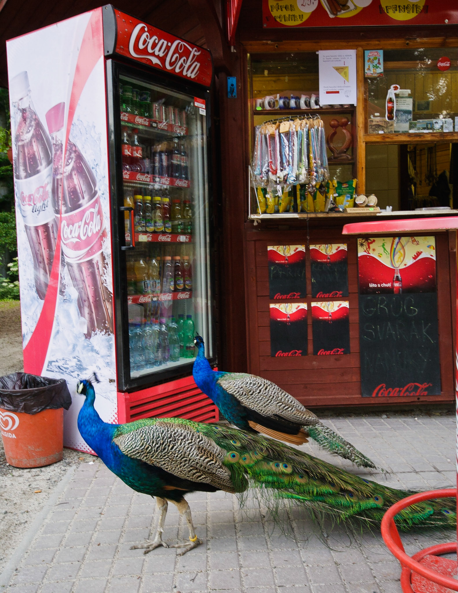 Павлины у магазинчика на смотровой площадке