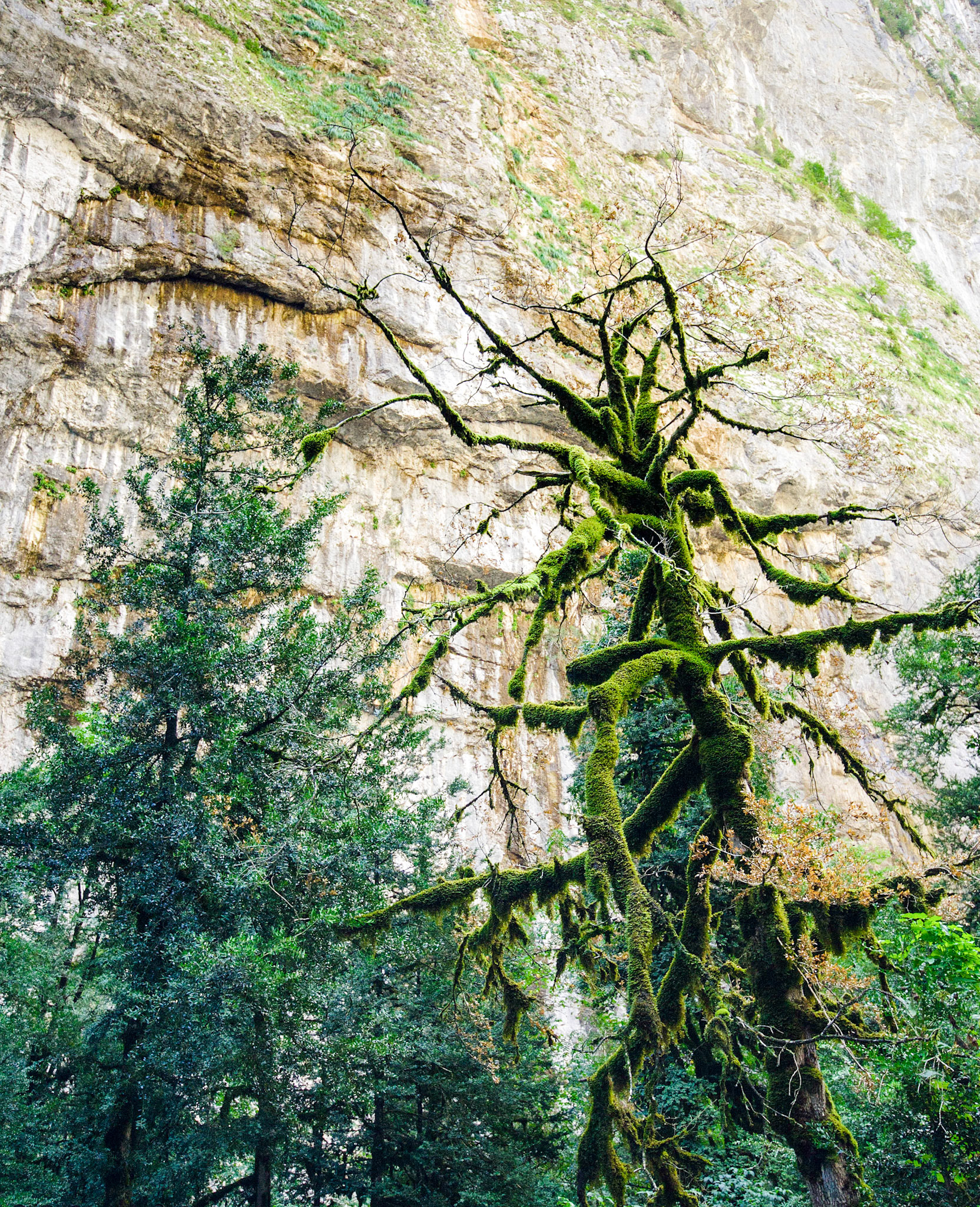 Юпшарское ущелье