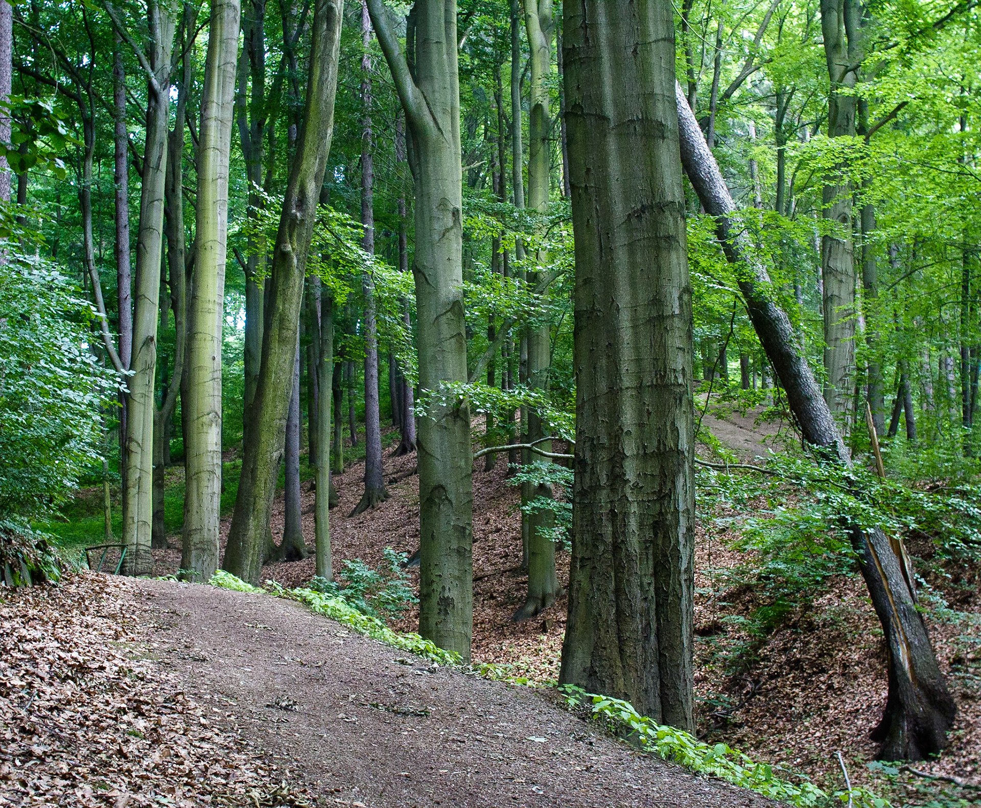 Лес по пути от смотроовой площадки