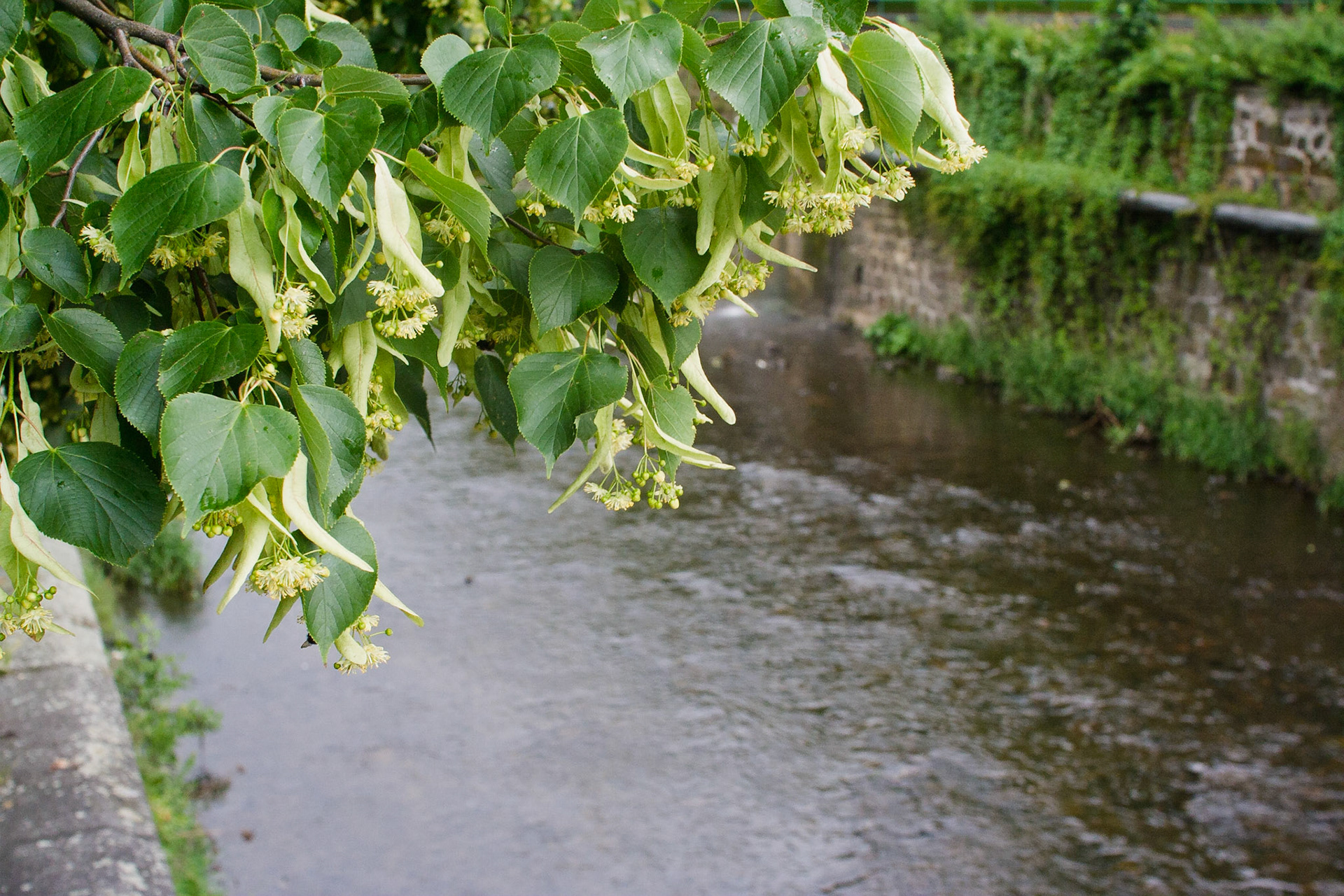 липа на набережной Теплы