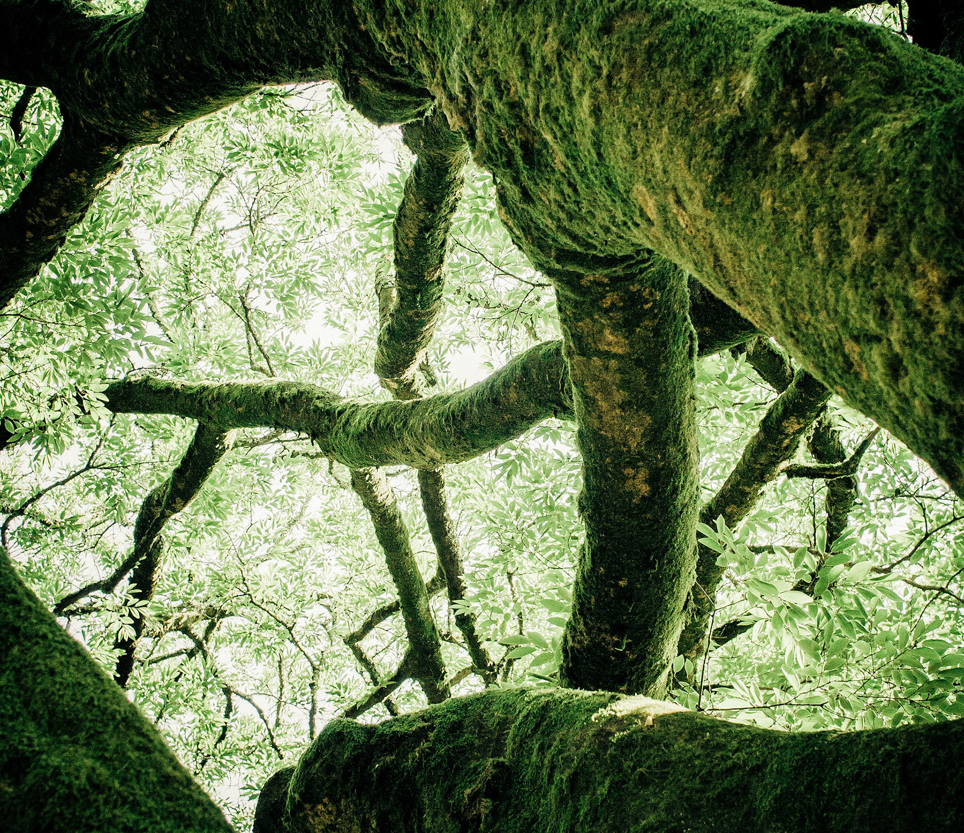 Кроны деревьев в ботаническом саду Сухума