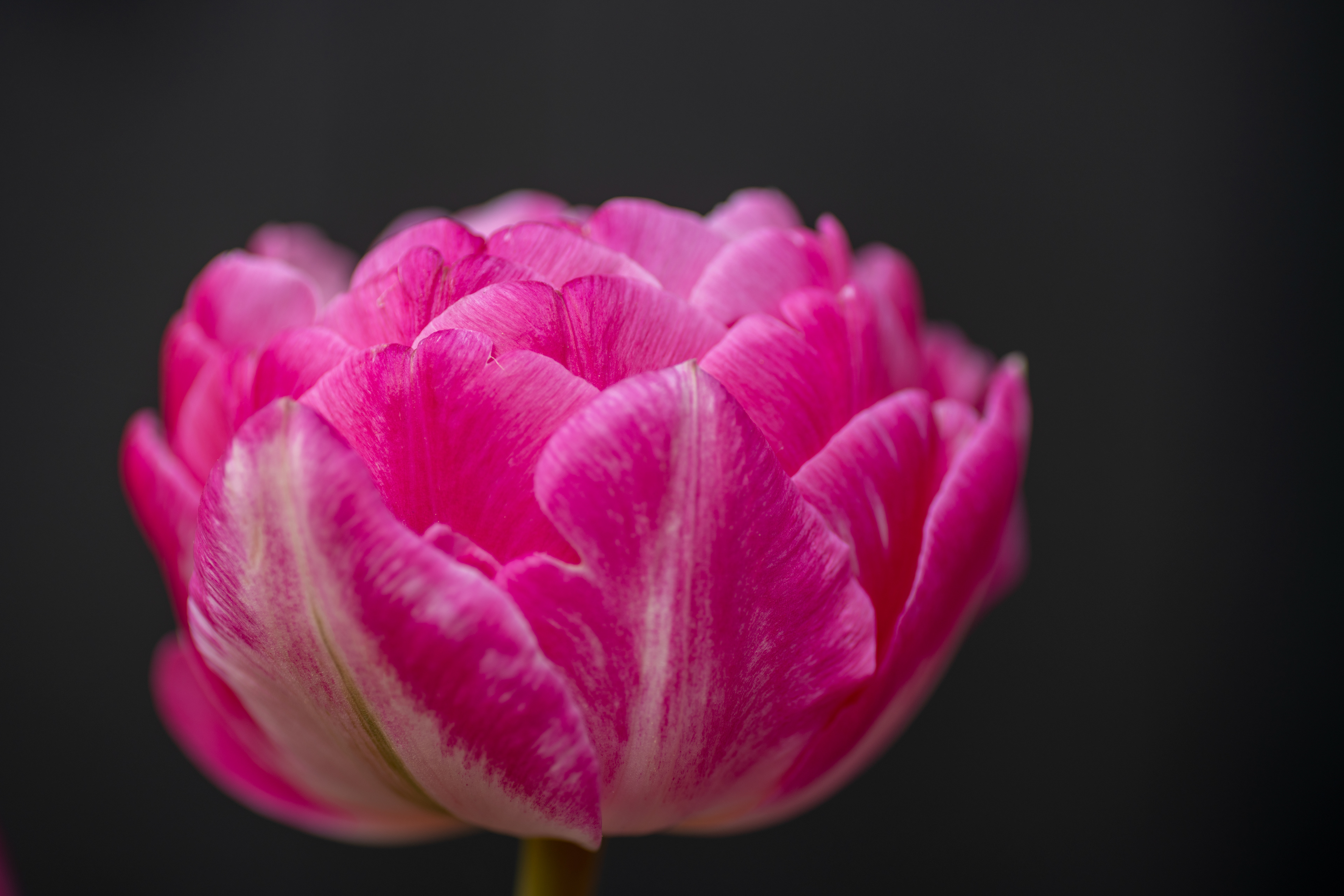 Tamron 90mm single shot