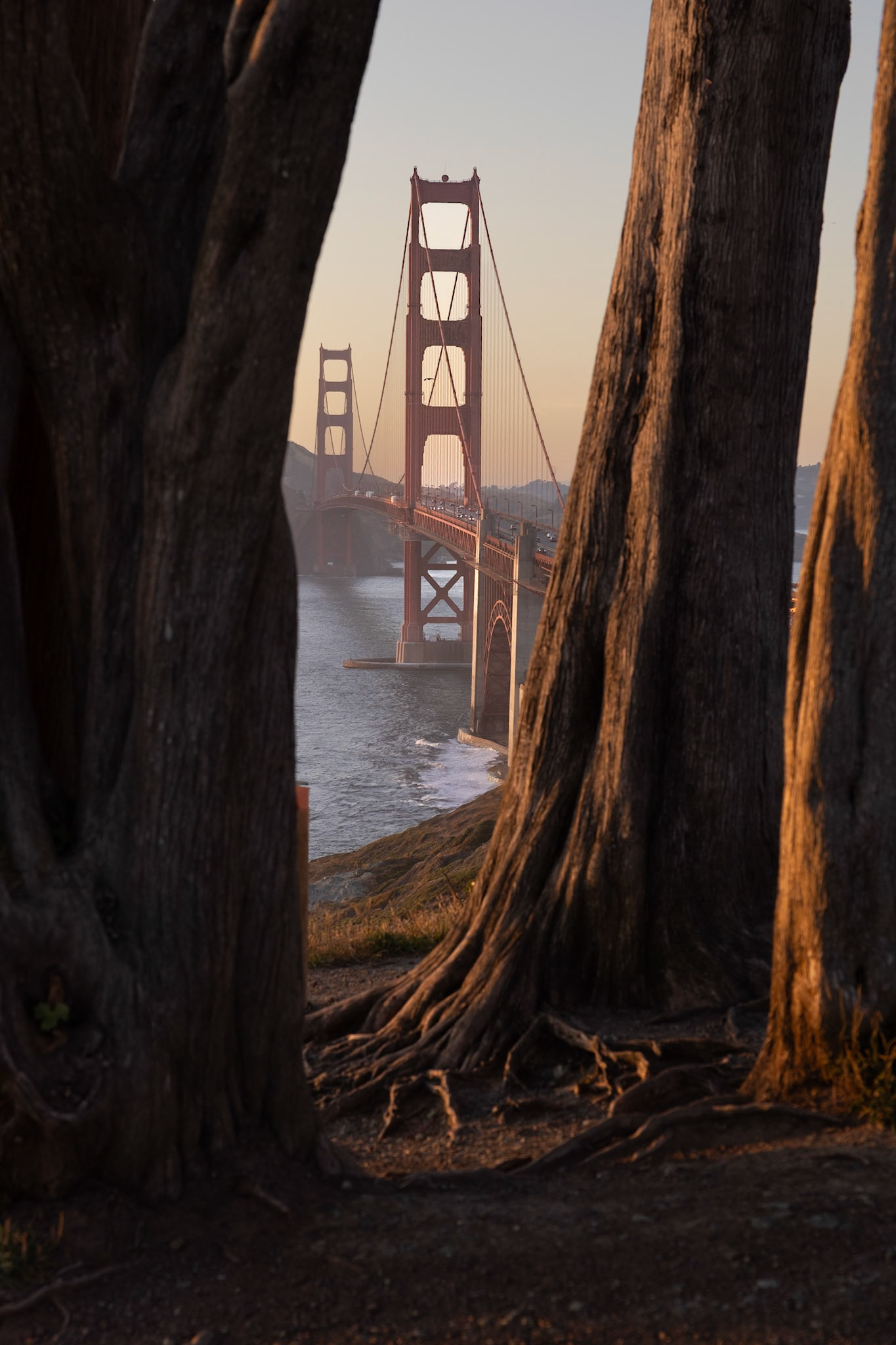 Golden Gate Bridge between Two Trees