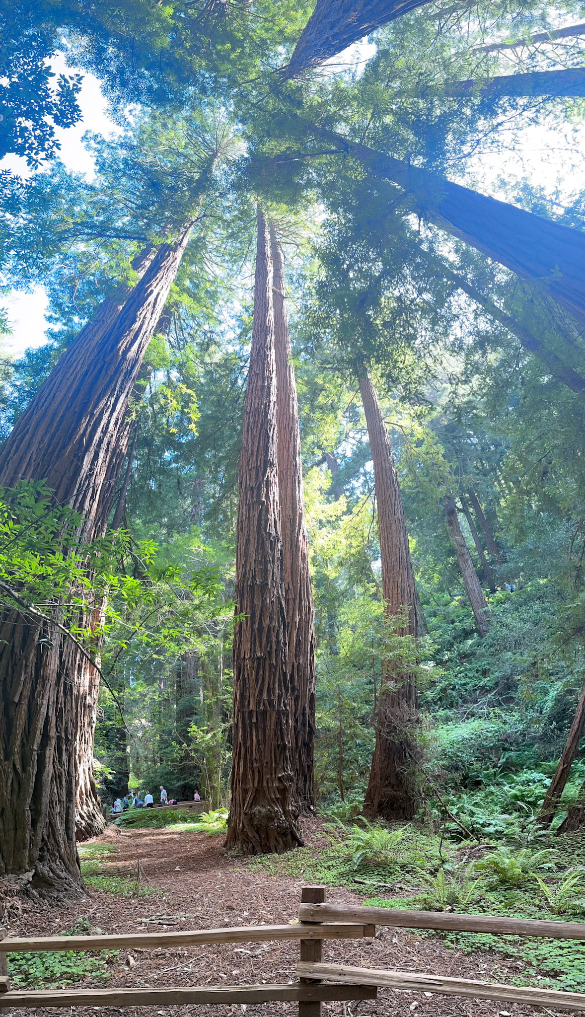 Vertirama of Giant Redwood, Muir Woods