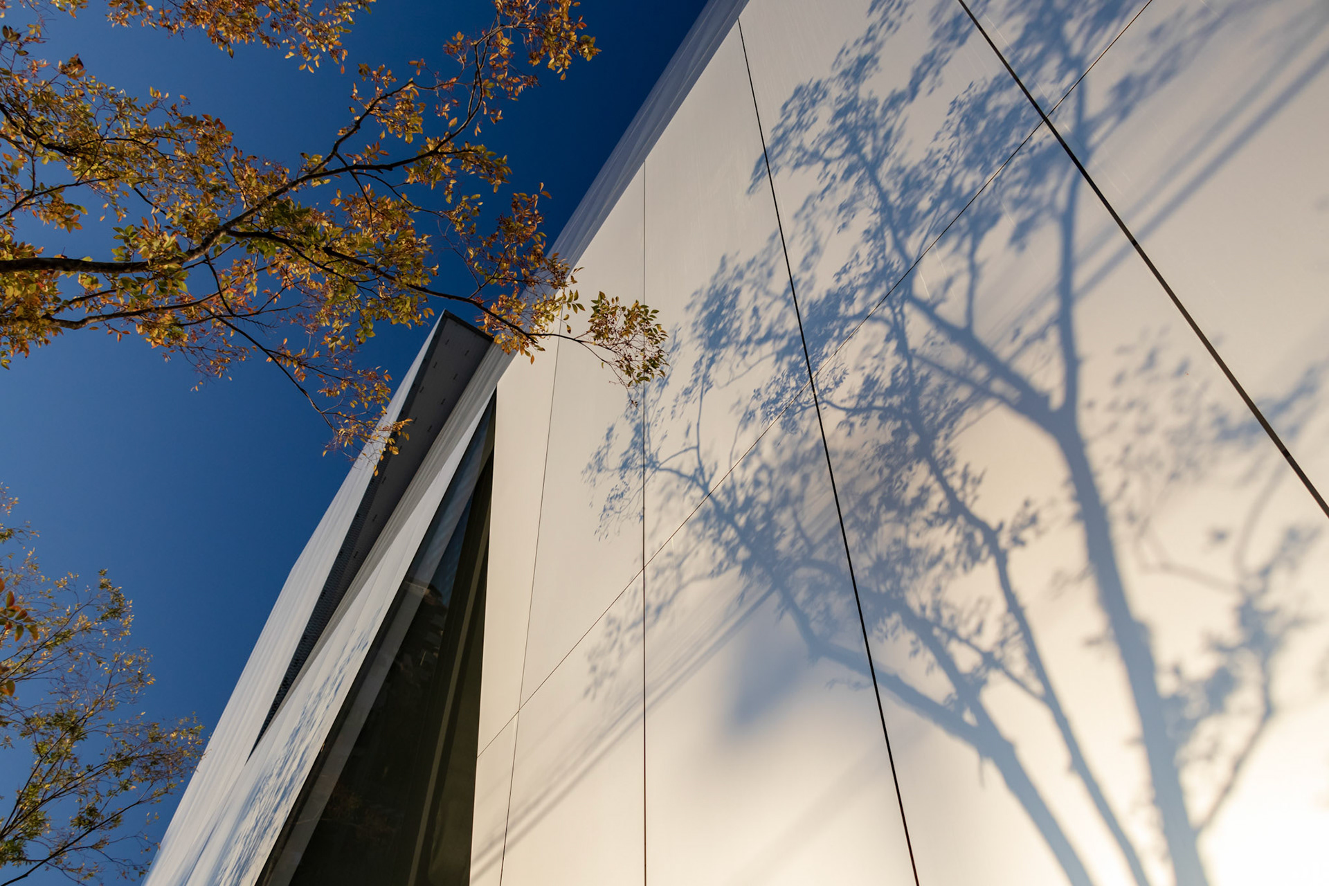 Shadows of trees on the wall of Sumida Hokusai Museum in the morning. Architect of the building is Kazuyo Sejima. This image was taken in October 2018, Taito Ward, Tokyo, Japan.
