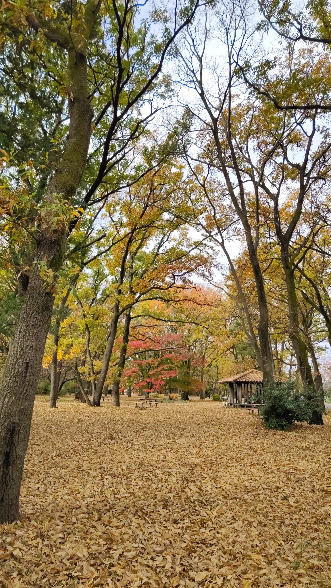 秋の小金井公園