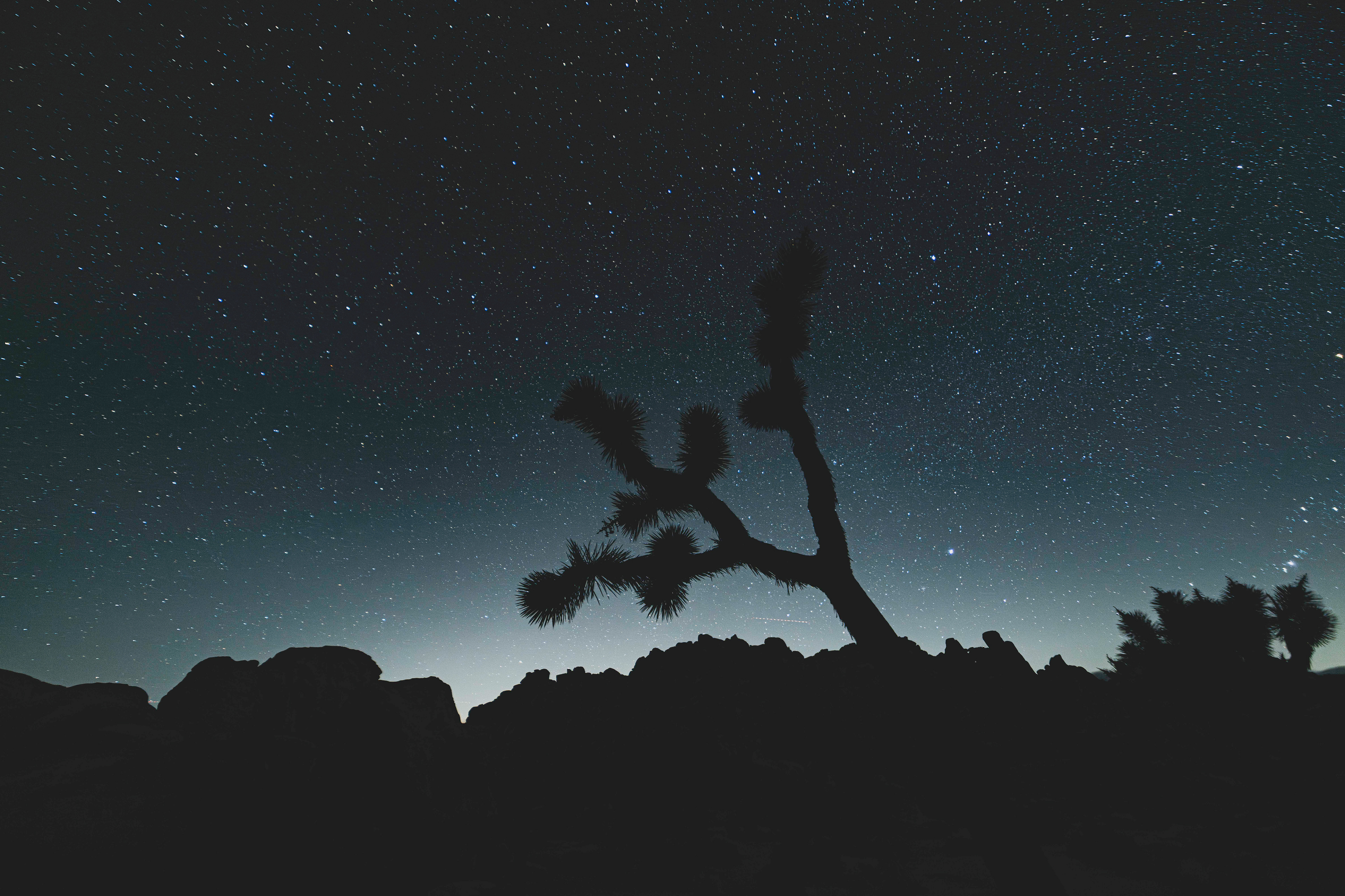 Joshua Tree at night.