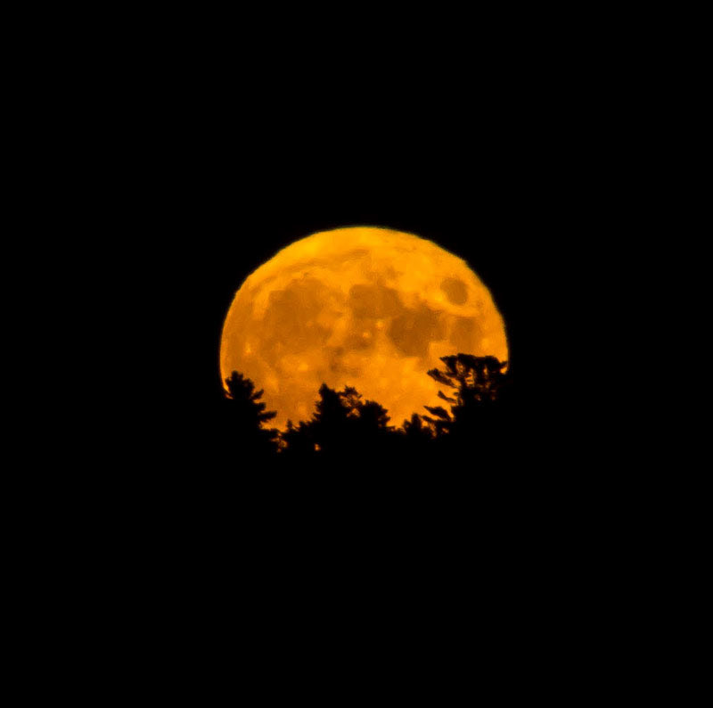 Sturgeon Full moon of August rising above the tree line