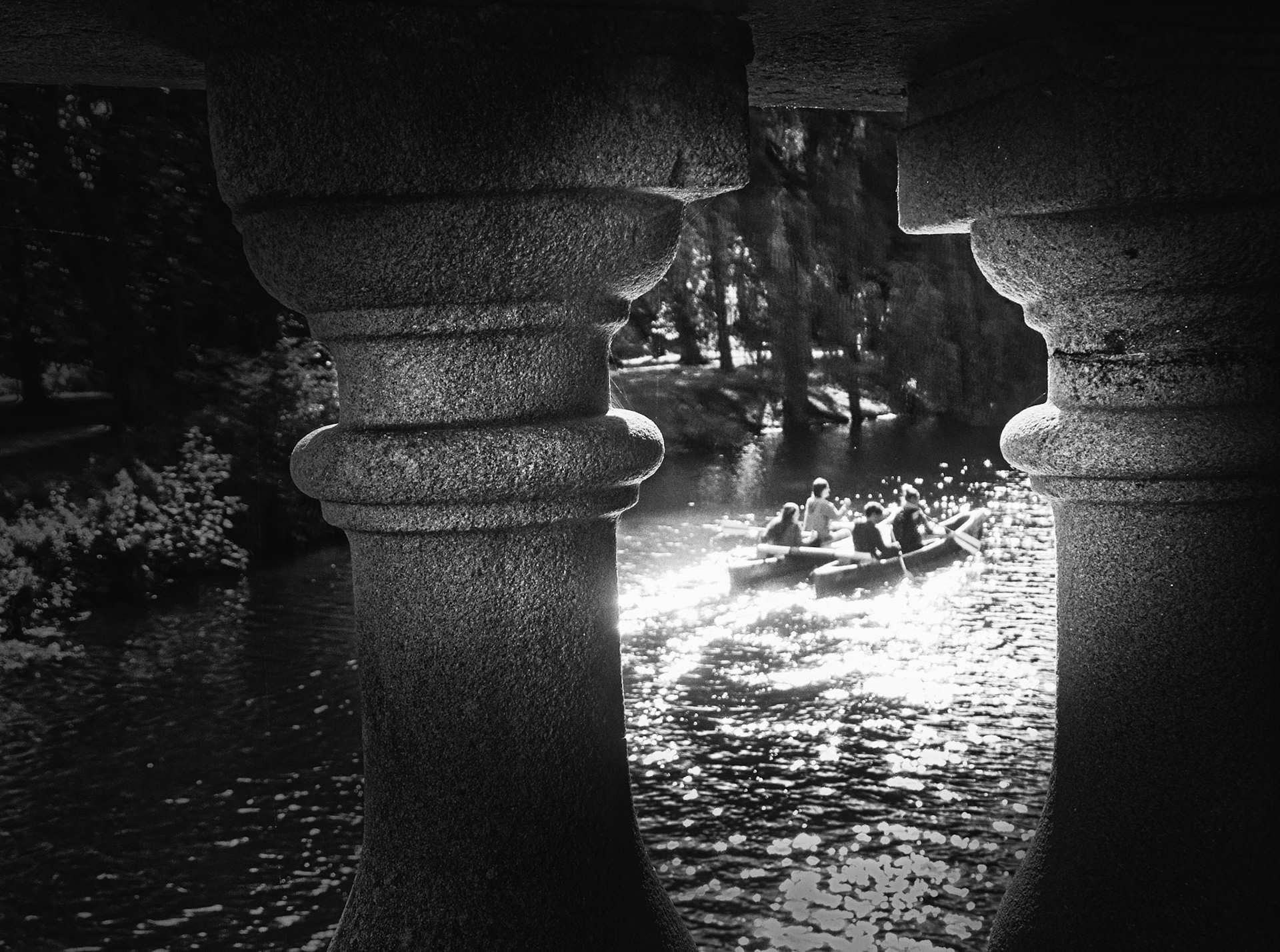 sharing sunlight and water