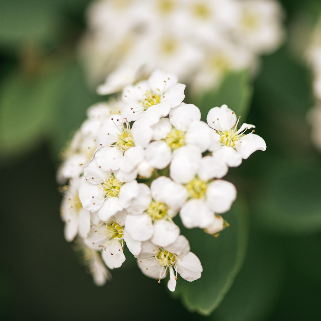 Flowers (near)