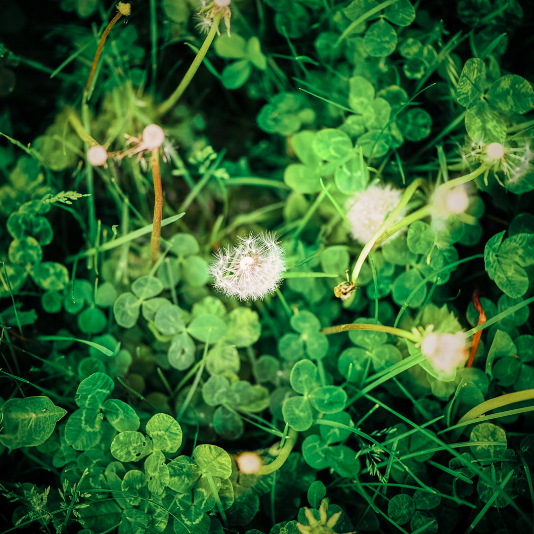 Dandelions