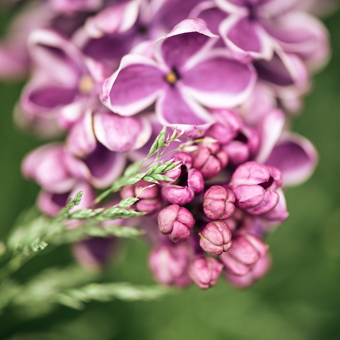More flowers and grass