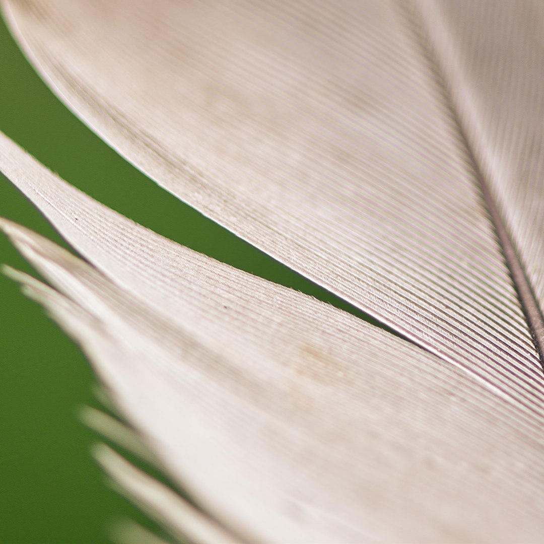 Feather (near)