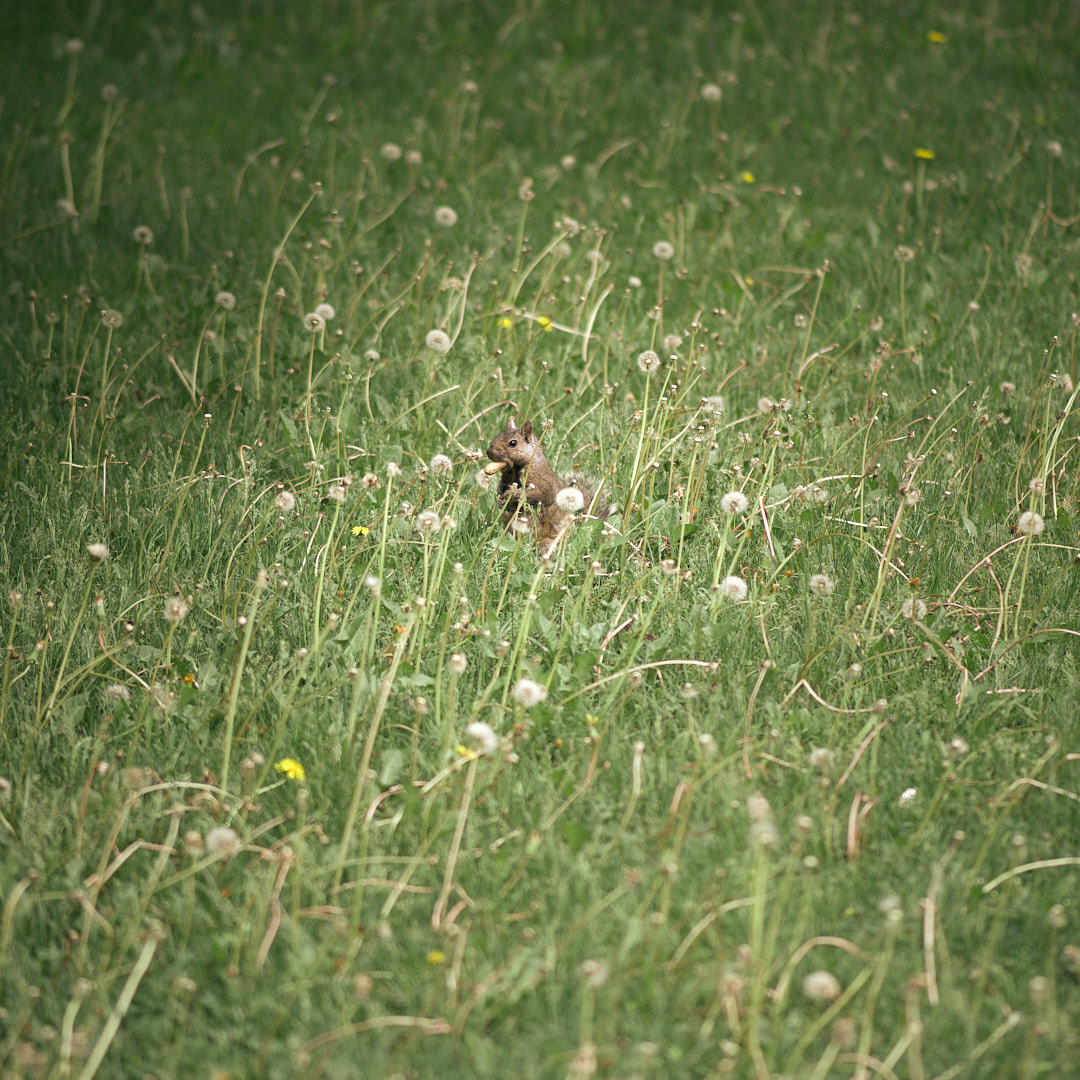 Mr. Squirrel (far)