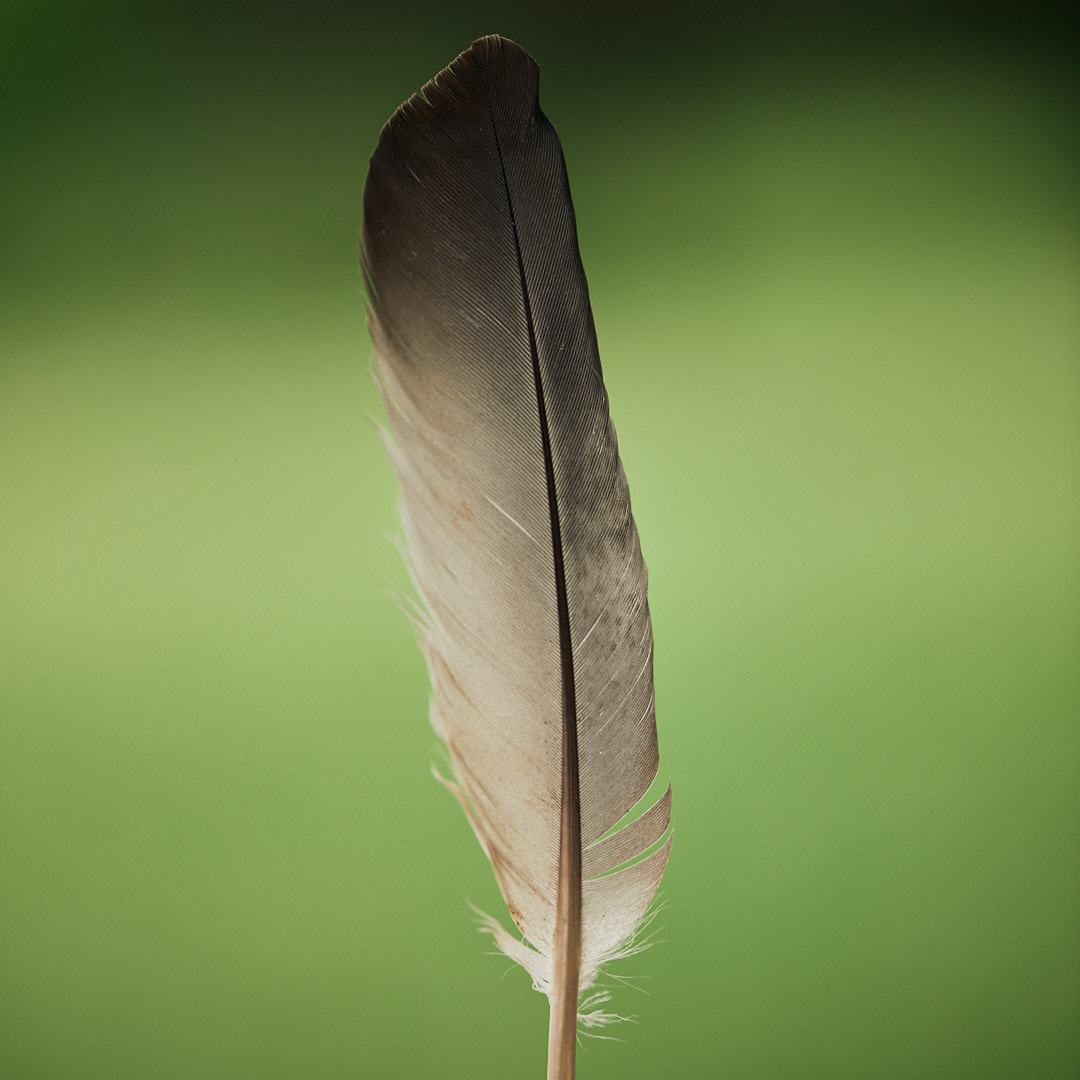 Feather (far)