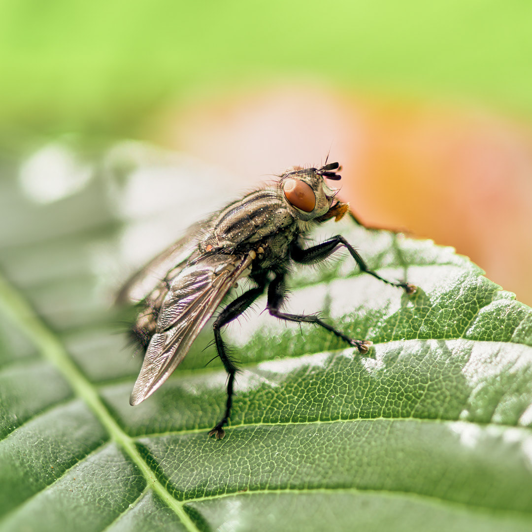 Mr. Fly (near)