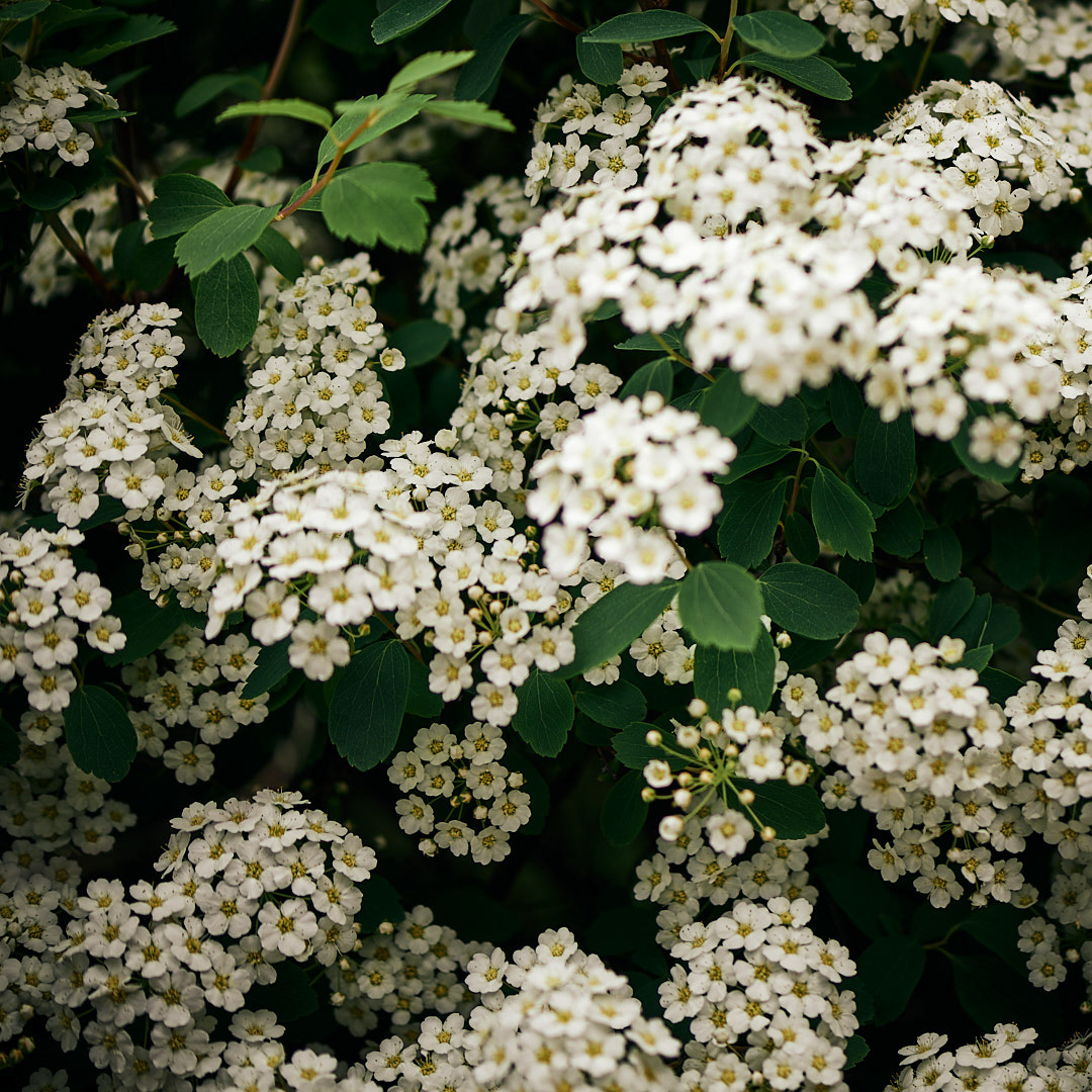 Flowers (far)