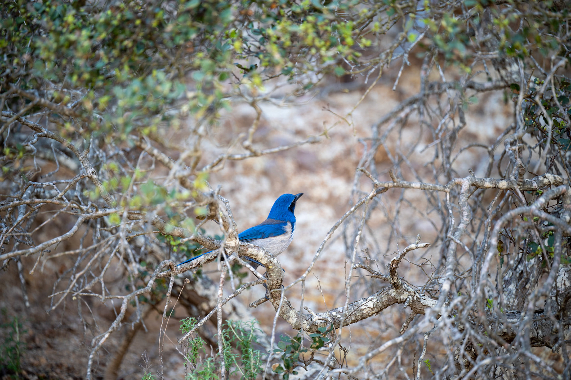 Channel Islands National Park, Anacapa Island