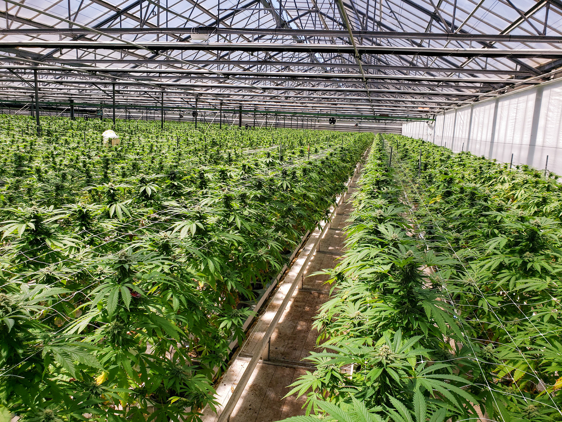 Canabis Green House Carpinteria California