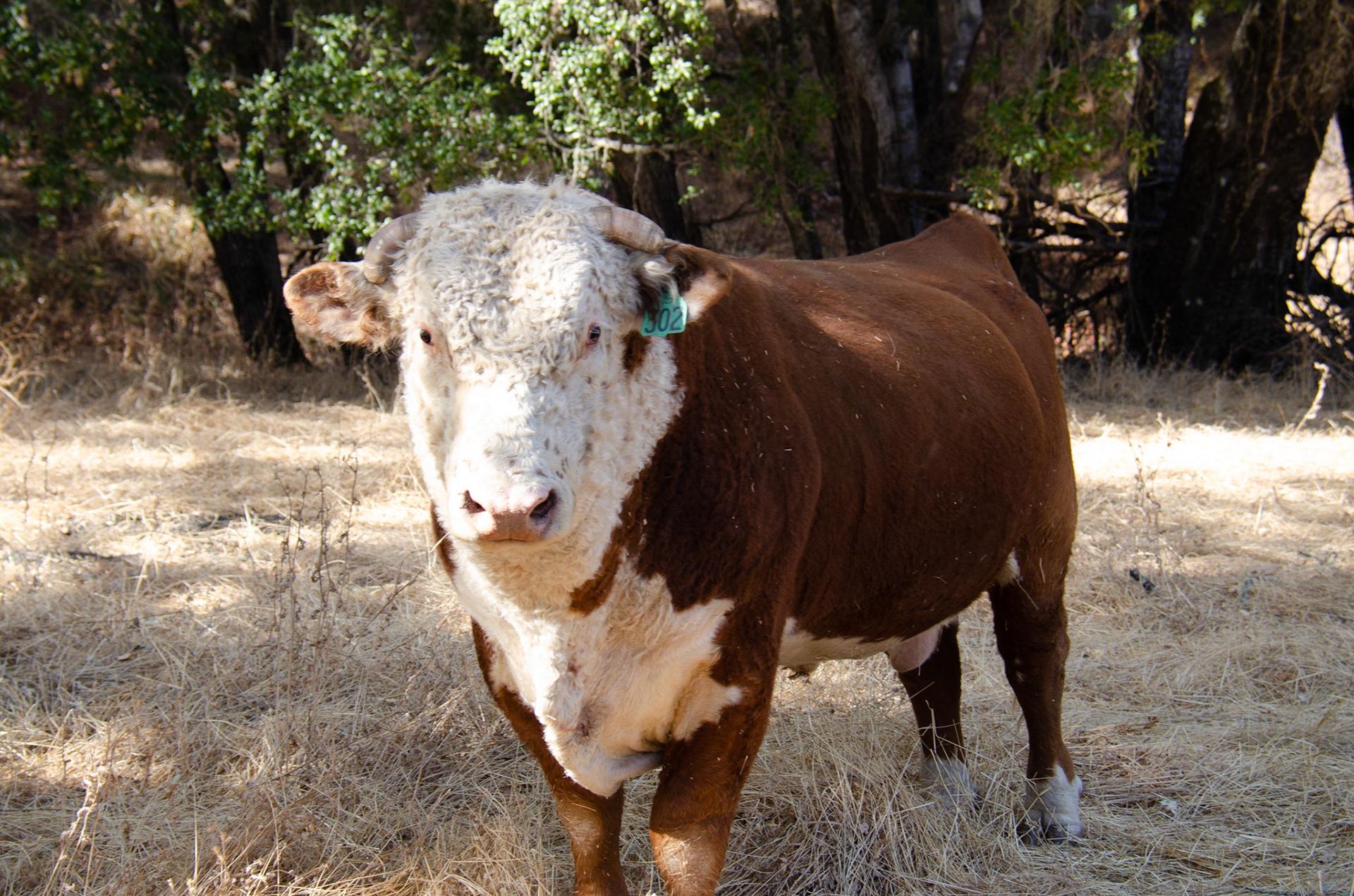 Grazing under the Oaks, santa Ynez, Ca