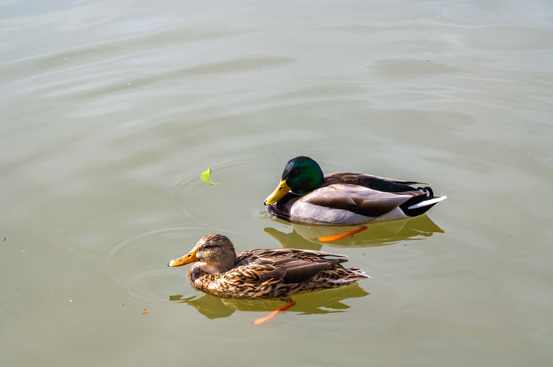 Carpinteria Salt Marsh, Carpinteria, California