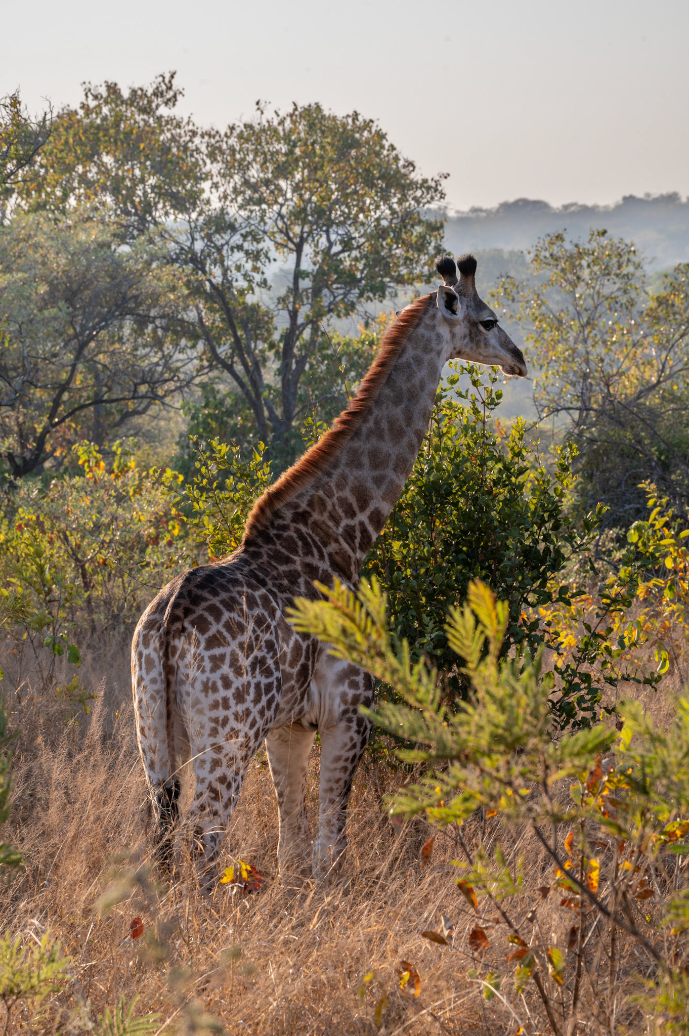 Baby Giraffe @ AM Game Park near Kruger, South Africa