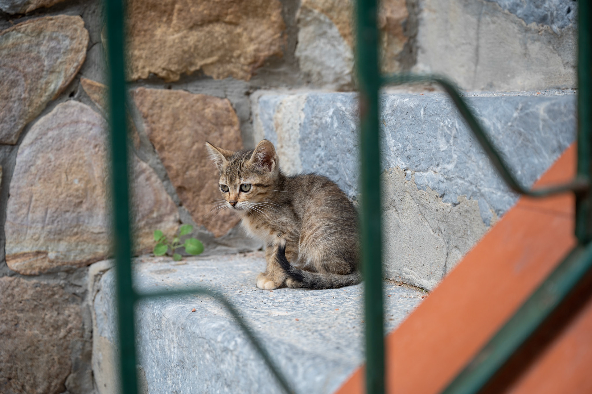 Kitten in Cefalu, Palermo Italy