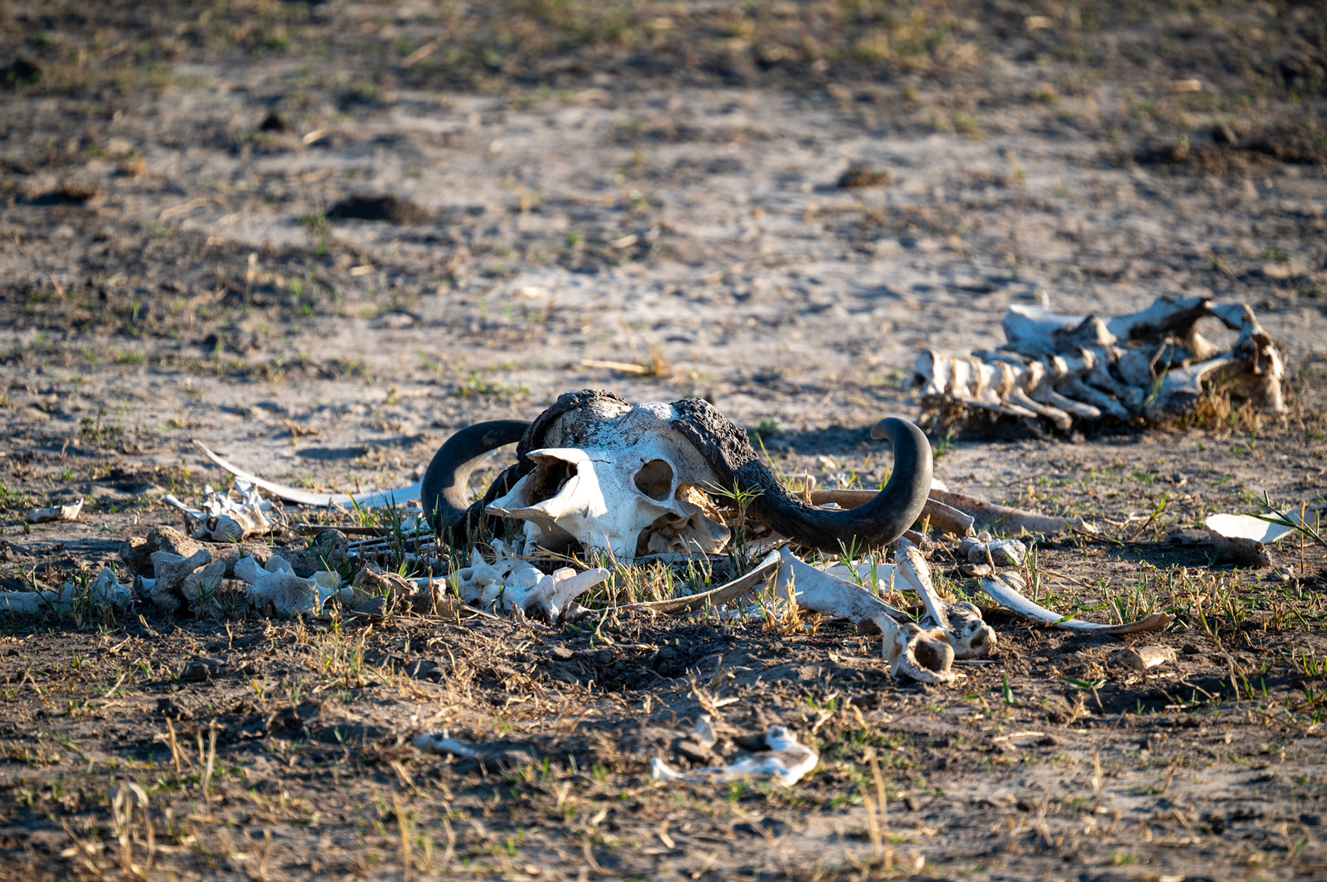 Remains of a Water Buffalo, Chobe National Park, Botswana, Africa