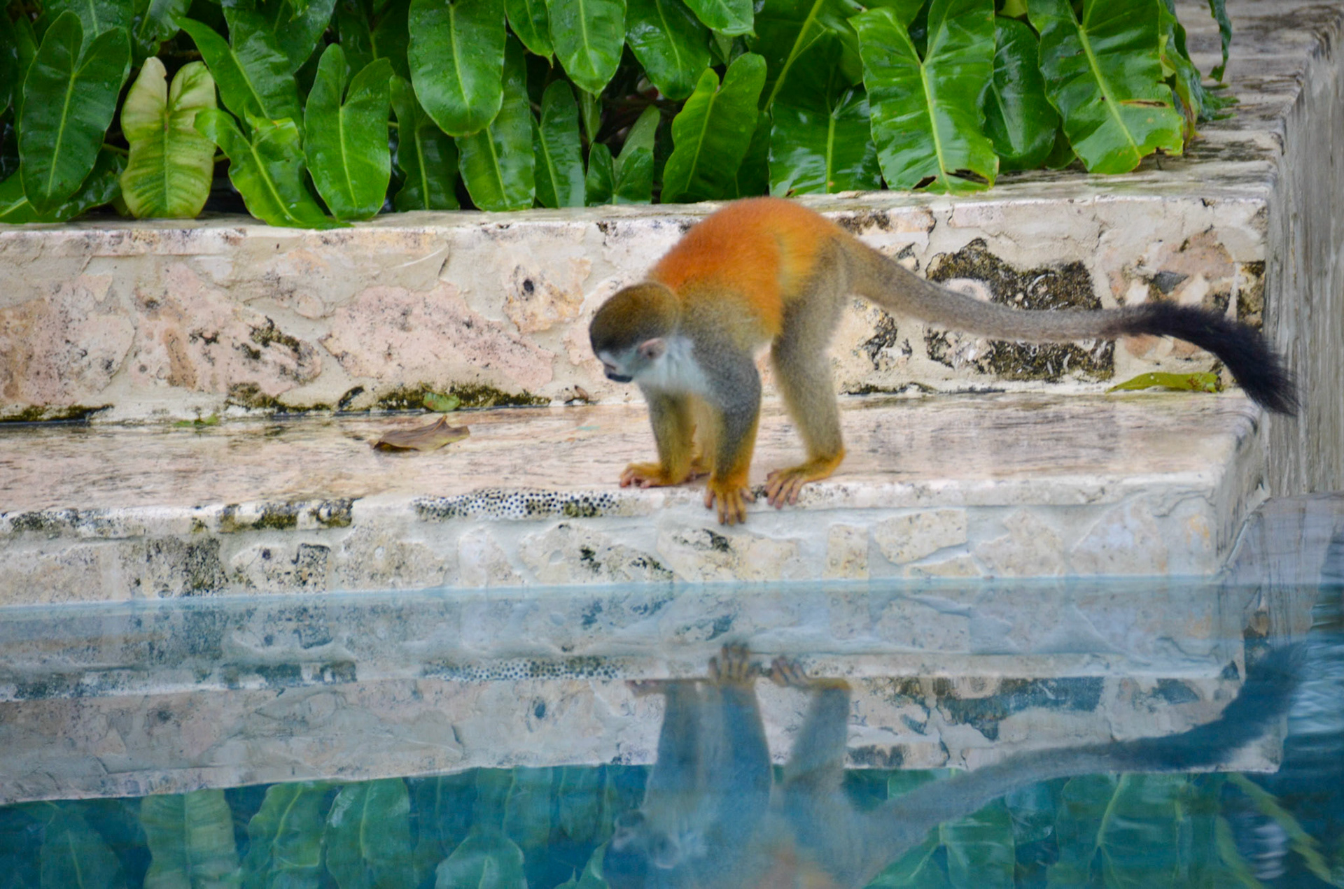 White faced Capuchin Monkey around the pool @ Arenas del Mar, Manuel Antonio, Costa Rica