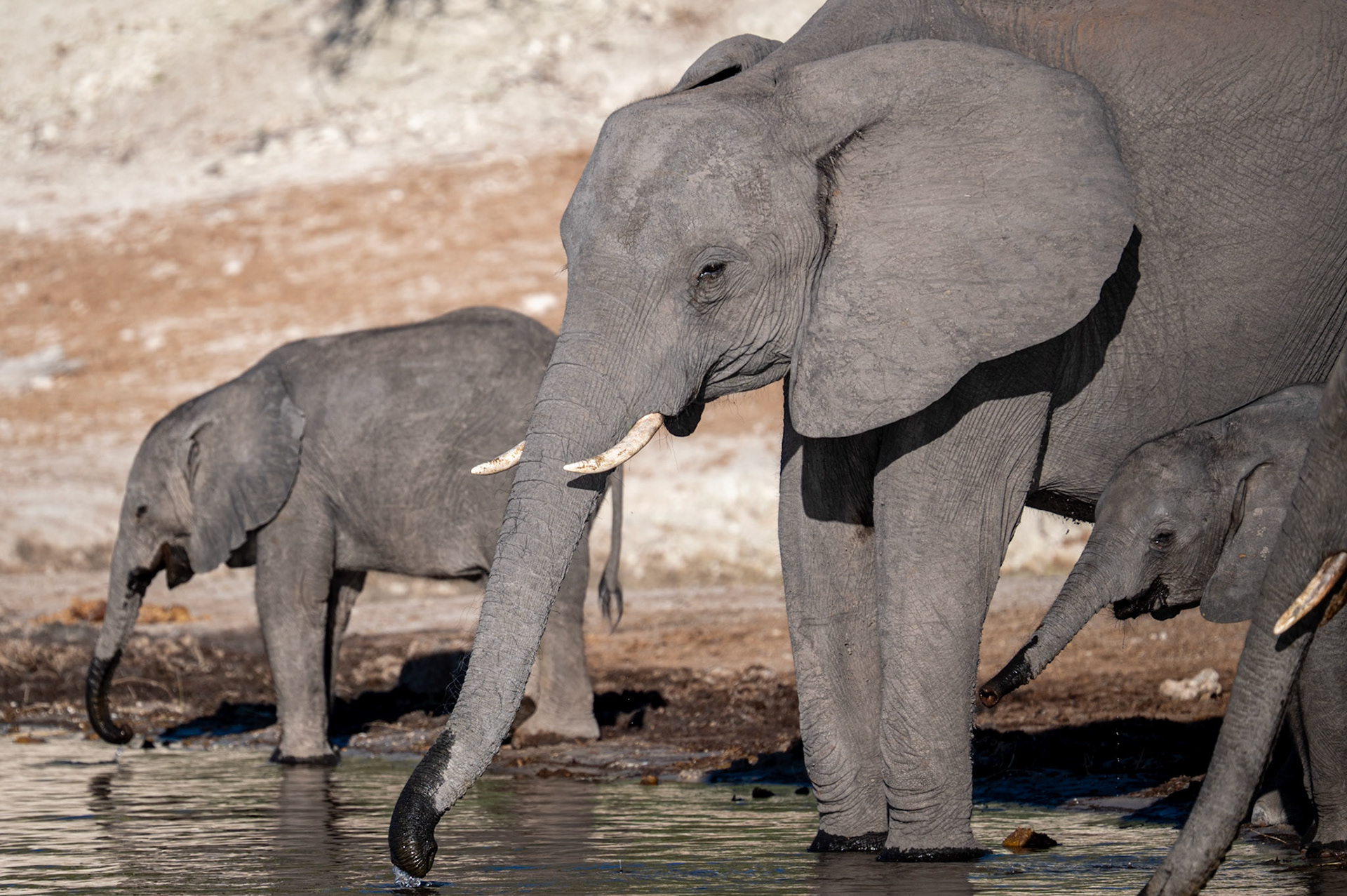 Mother elephant with babies at the waterhole at dusk, Chobe National Park, Botswana, Africa
