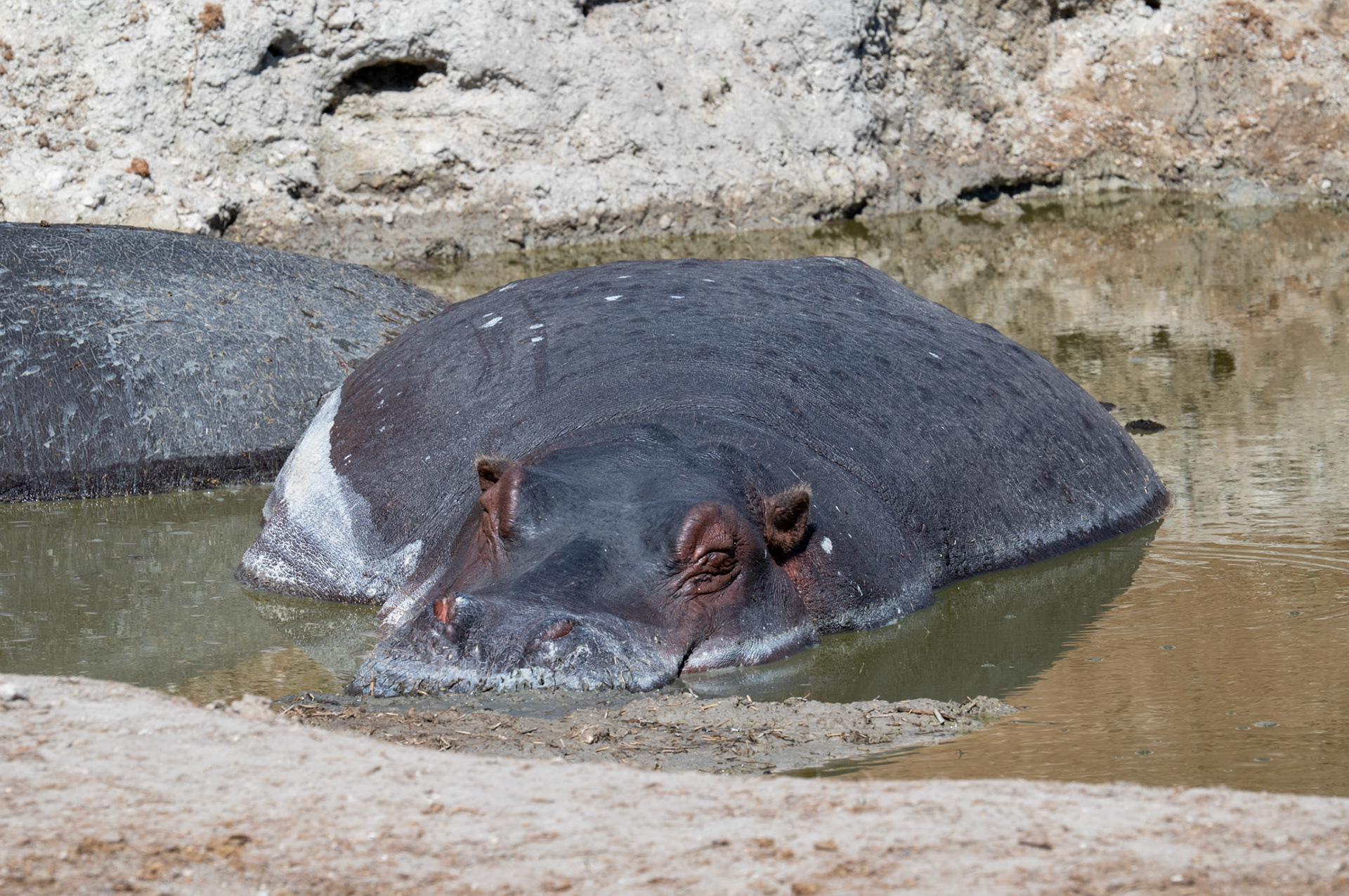 Lazy wallowing Hippos, Chobe National Park, Botswana, Africa
