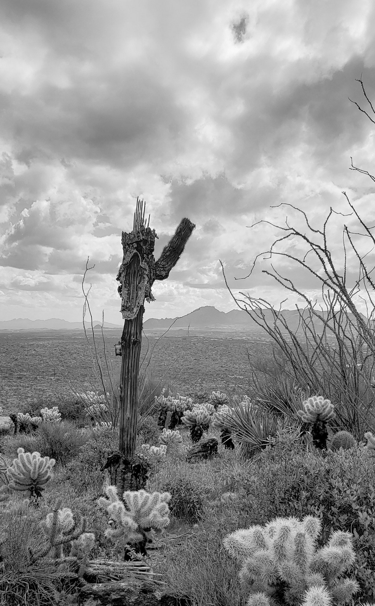 Tonto National Forest, Arizona