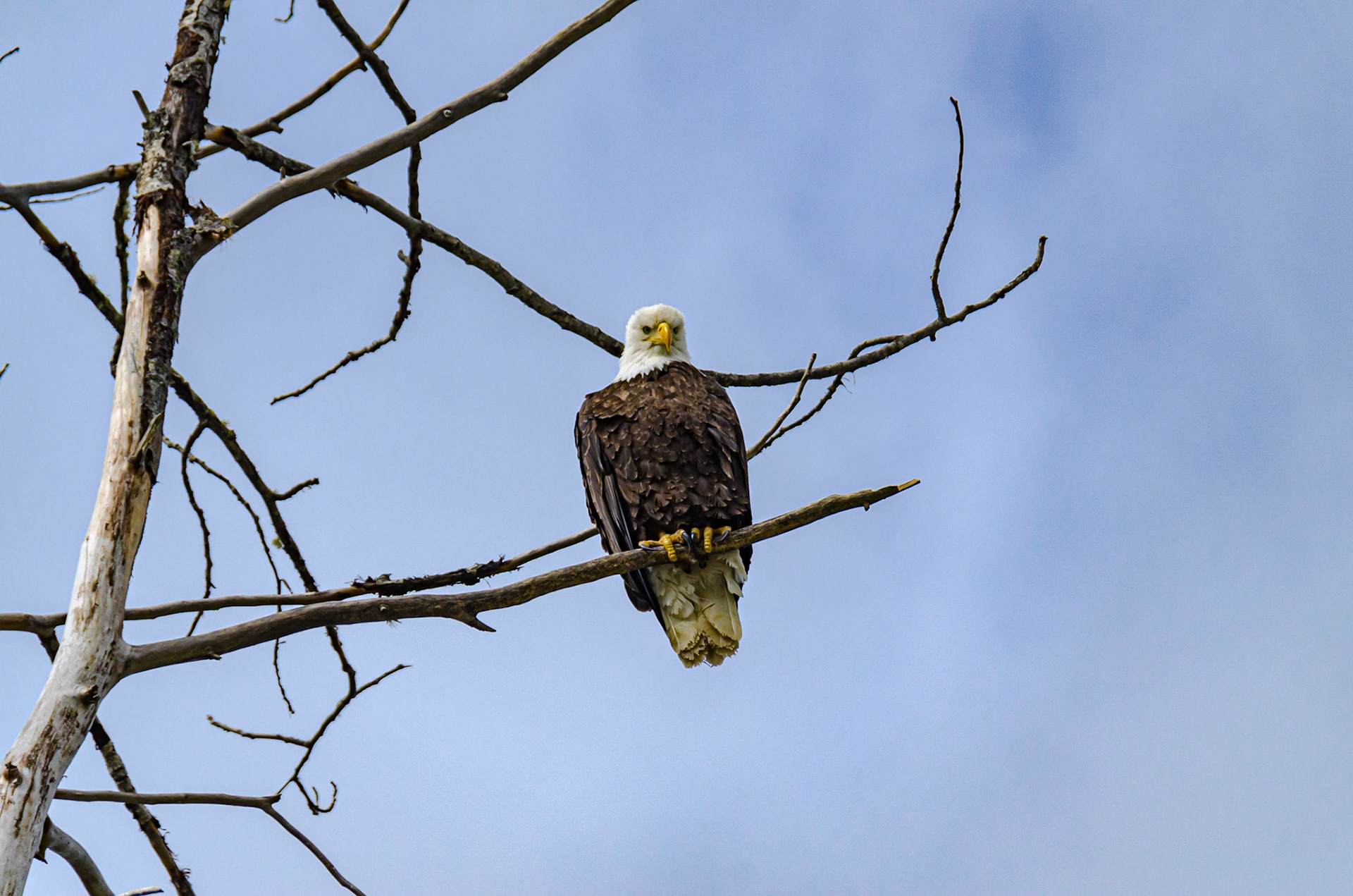 Bald Eagle along the Chilkat River - Haines, Alaska