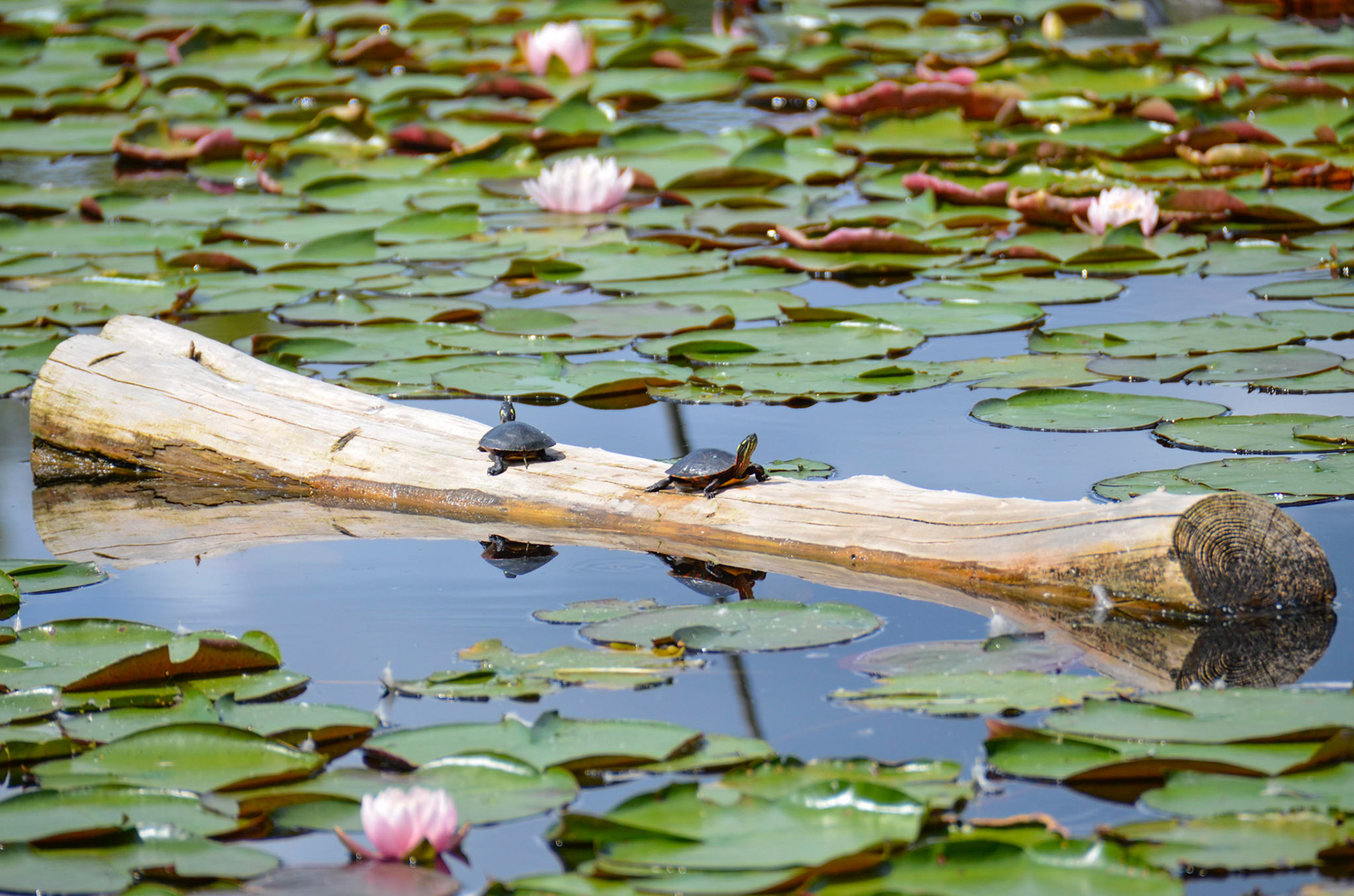 Botanical Gardens, Montreal Canada
