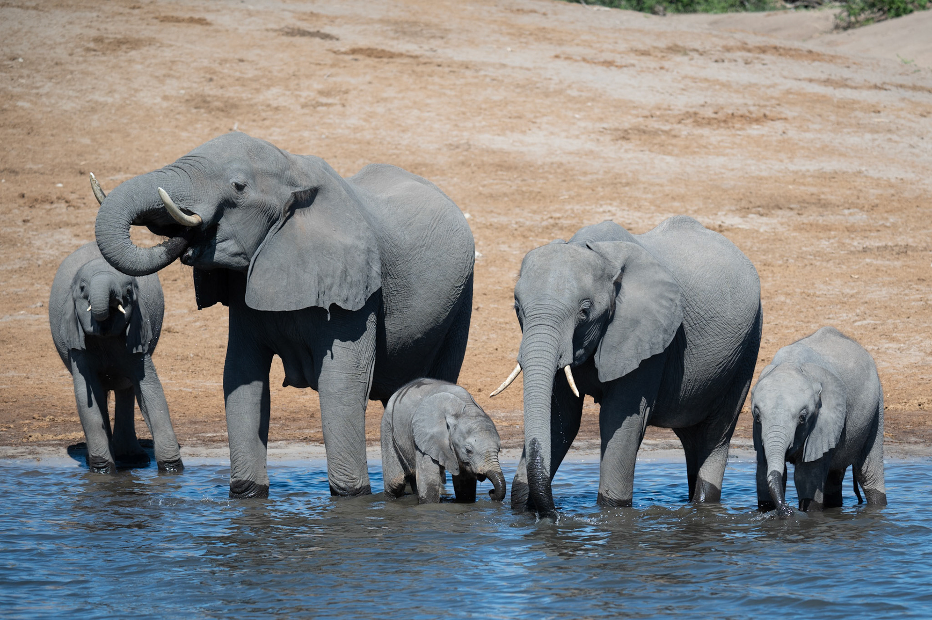 Family of elephants in the water, Chobe National Park, Botswana, Africa