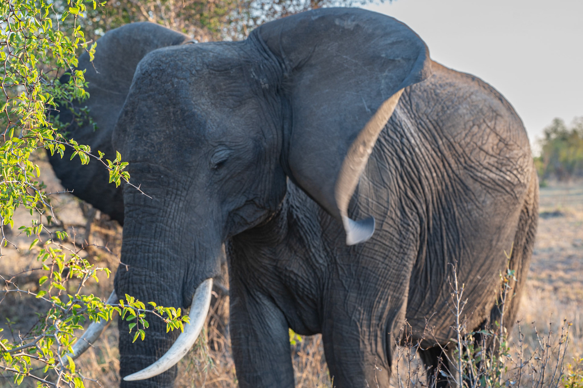Elephant getting annoyed with us @ Manyeleti Game Reserve, South Africa
