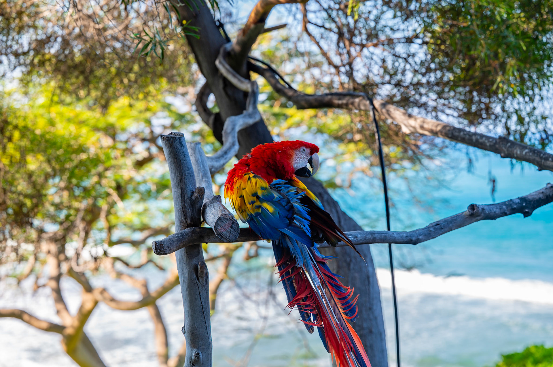 Mango the McKaw @ Mauna Kea Beach Resort, Hawaii