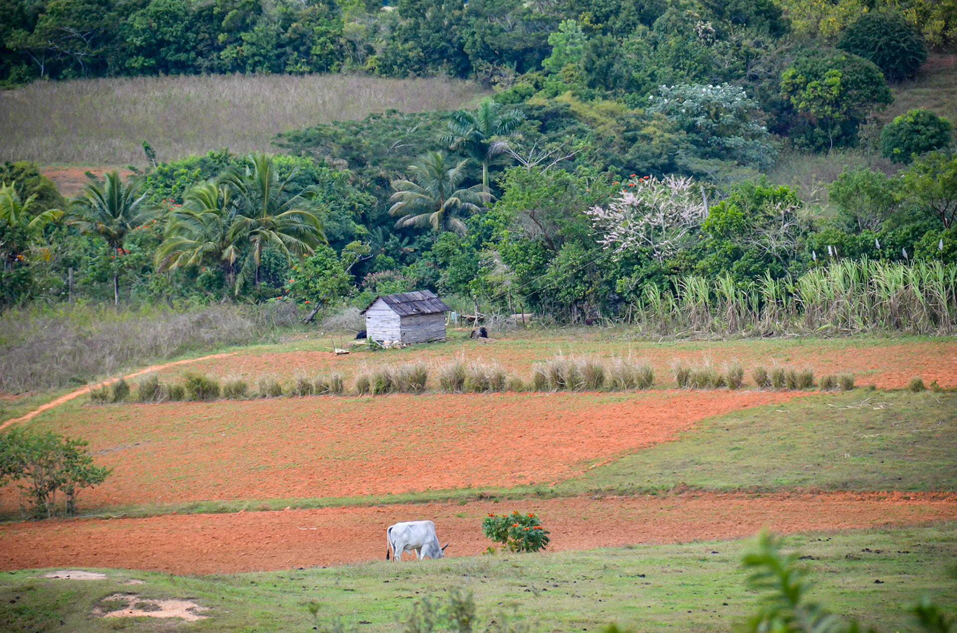 Farm in the Vinales Valley - Cordillere de Guaniguanico, Cuba
