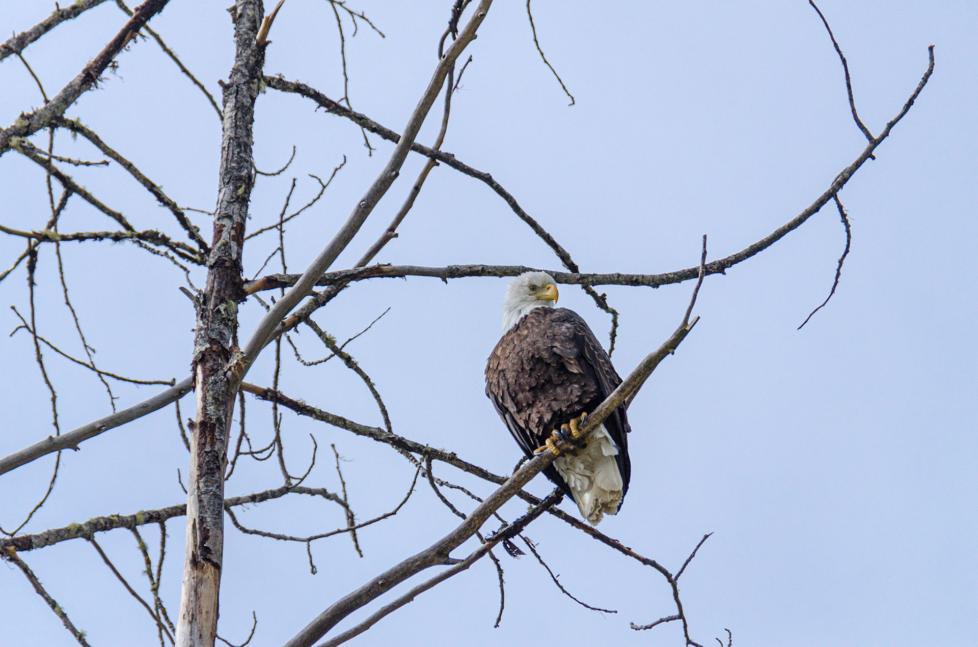Bald Eagle along the Chilkat River - Haines, Alaska