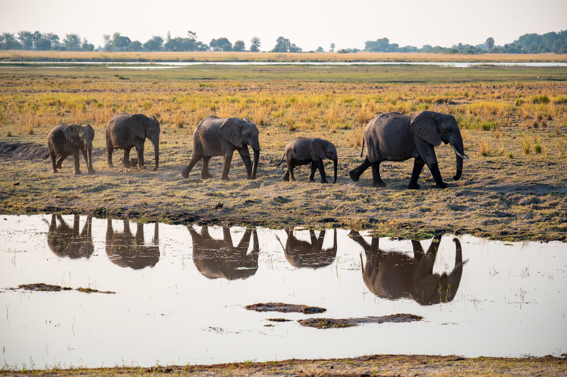 Elephant family, Chobe National Park, Botswana, Africa